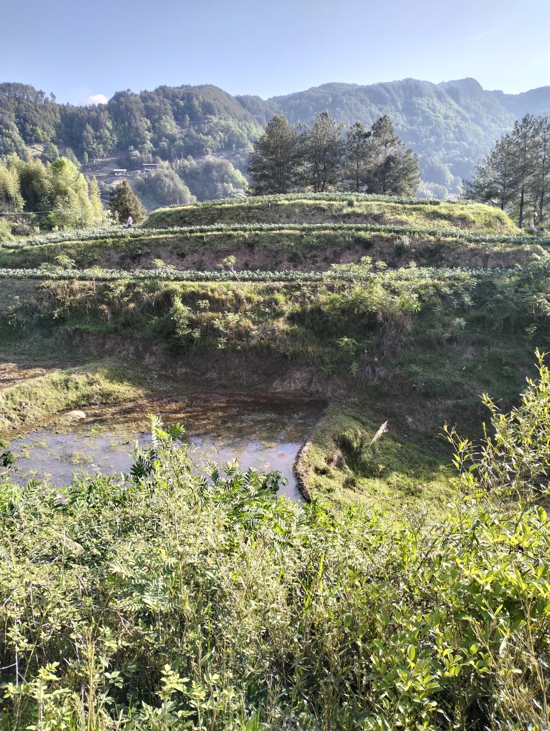 做有机种植真的很有成就感！