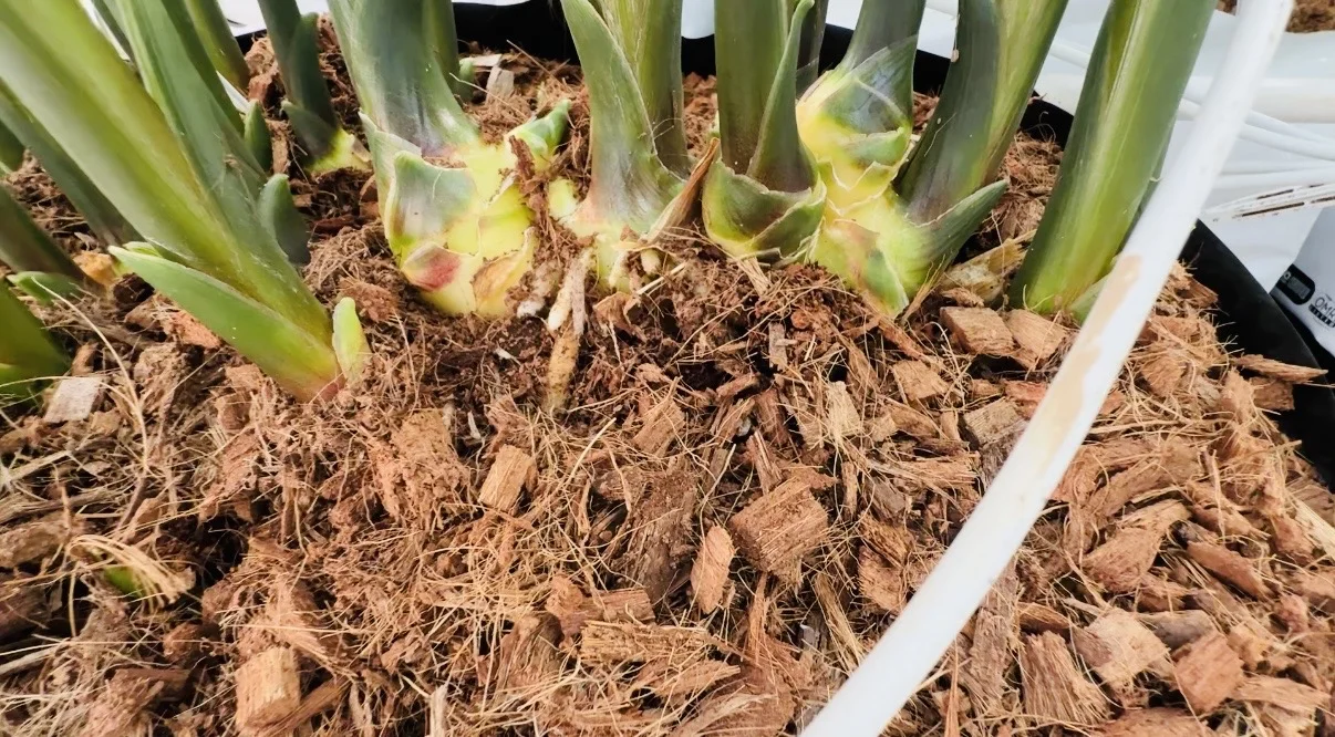 一亩地产15吨高质量生姜，不得不服这个模式