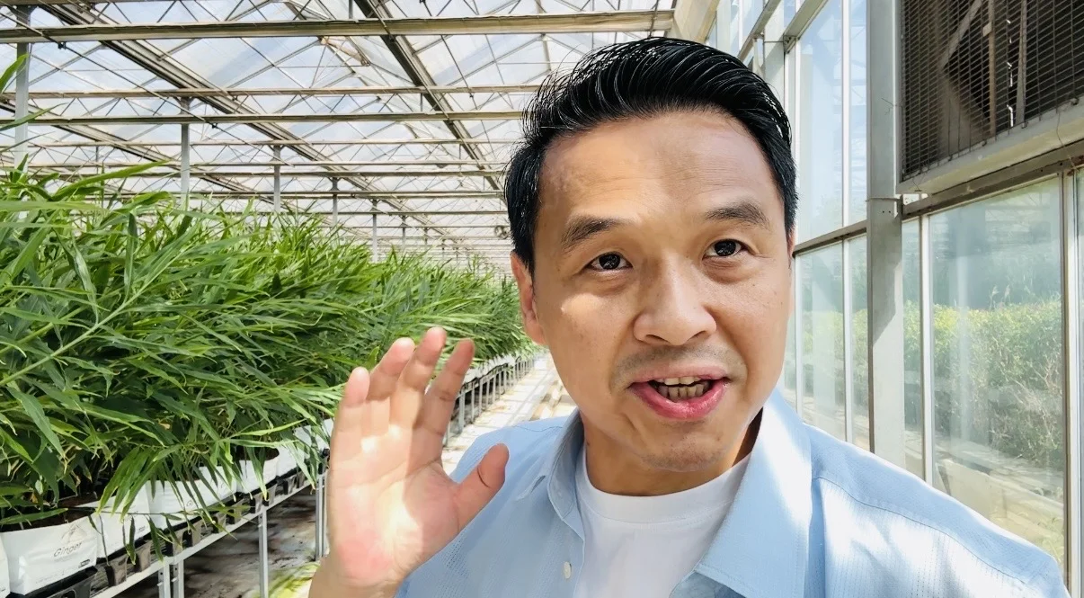 一亩地产15吨高质量生姜，不得不服这个模式