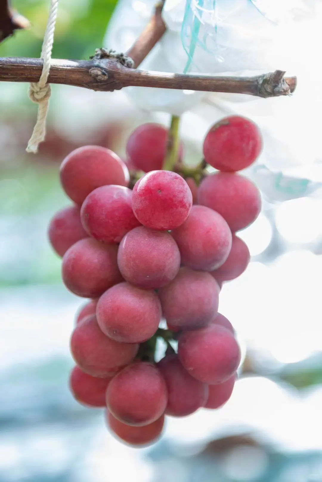 让农业成为有意义的事业！