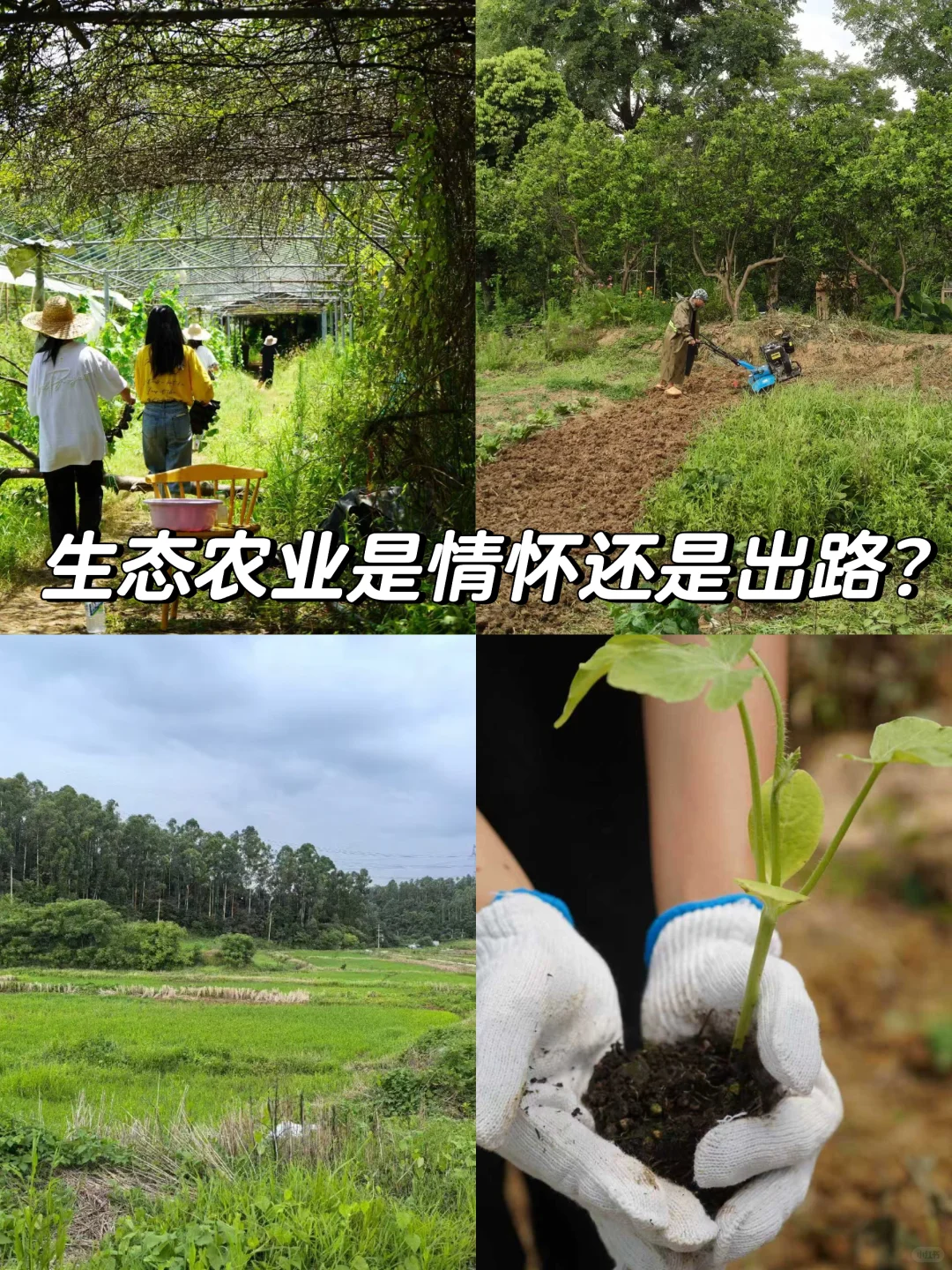 生态农业是情怀还是出路？