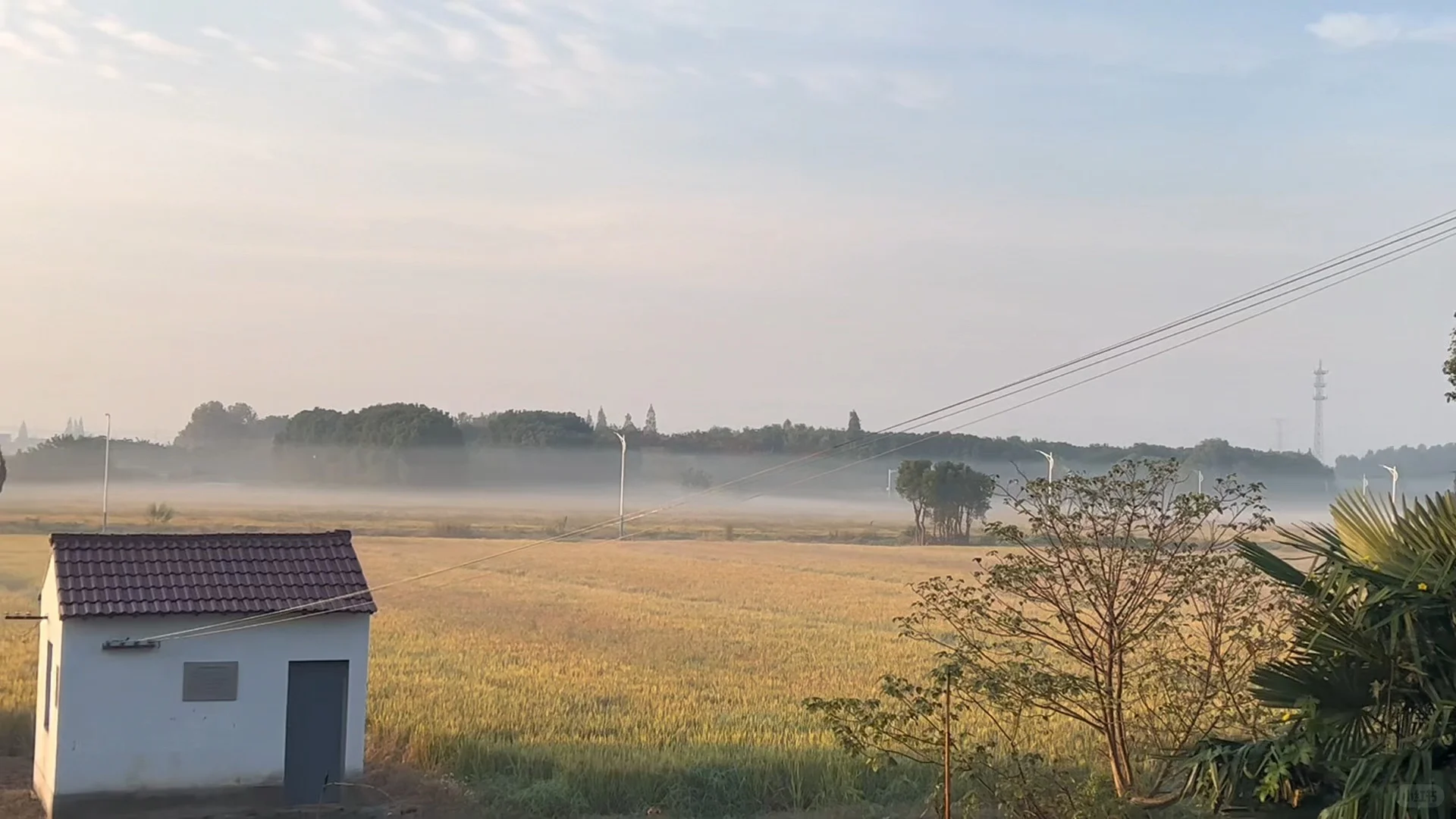 上海乡下|跟你们城巴佬说不清楚新米有多香