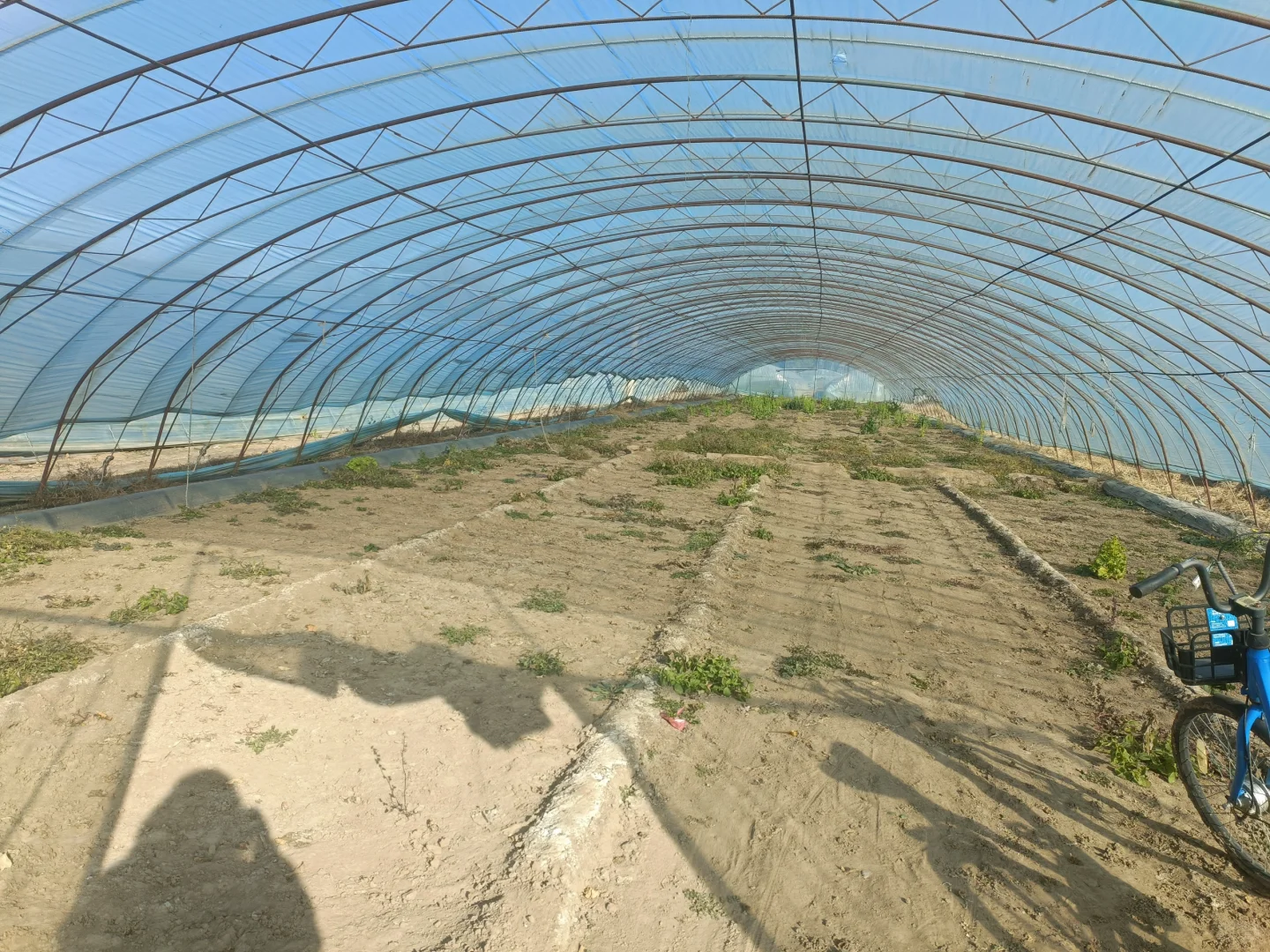 有想种大棚的朋友，周末带孩子来体验种植的