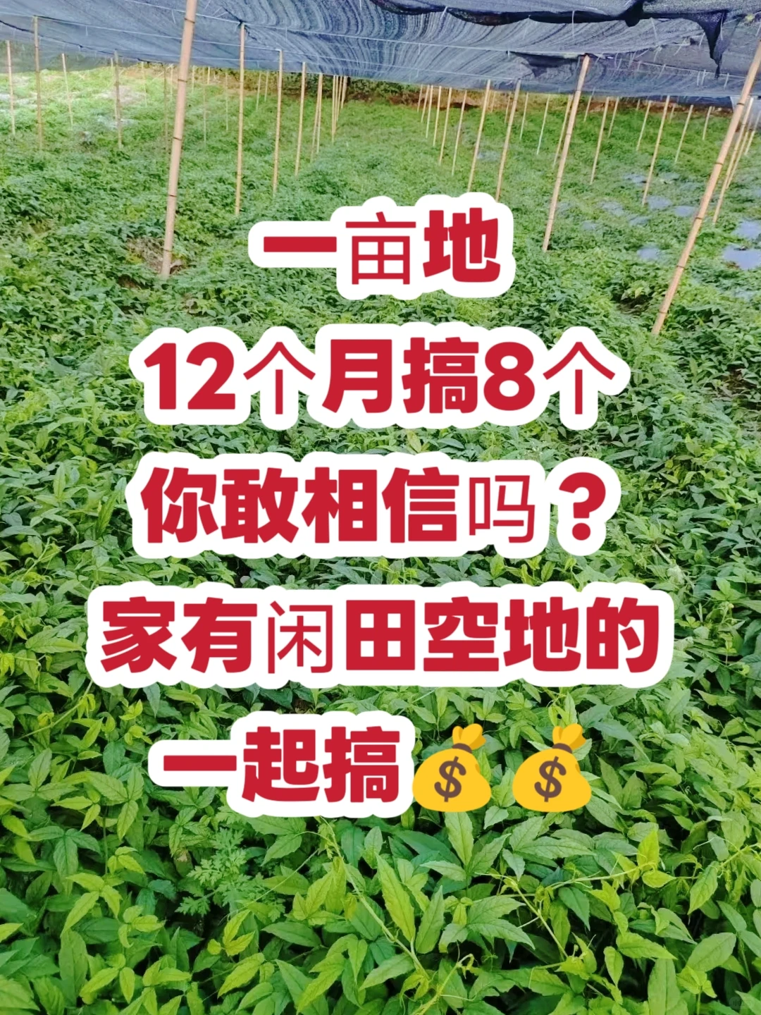 农村闲田空地别荒着?比种红薯还简单