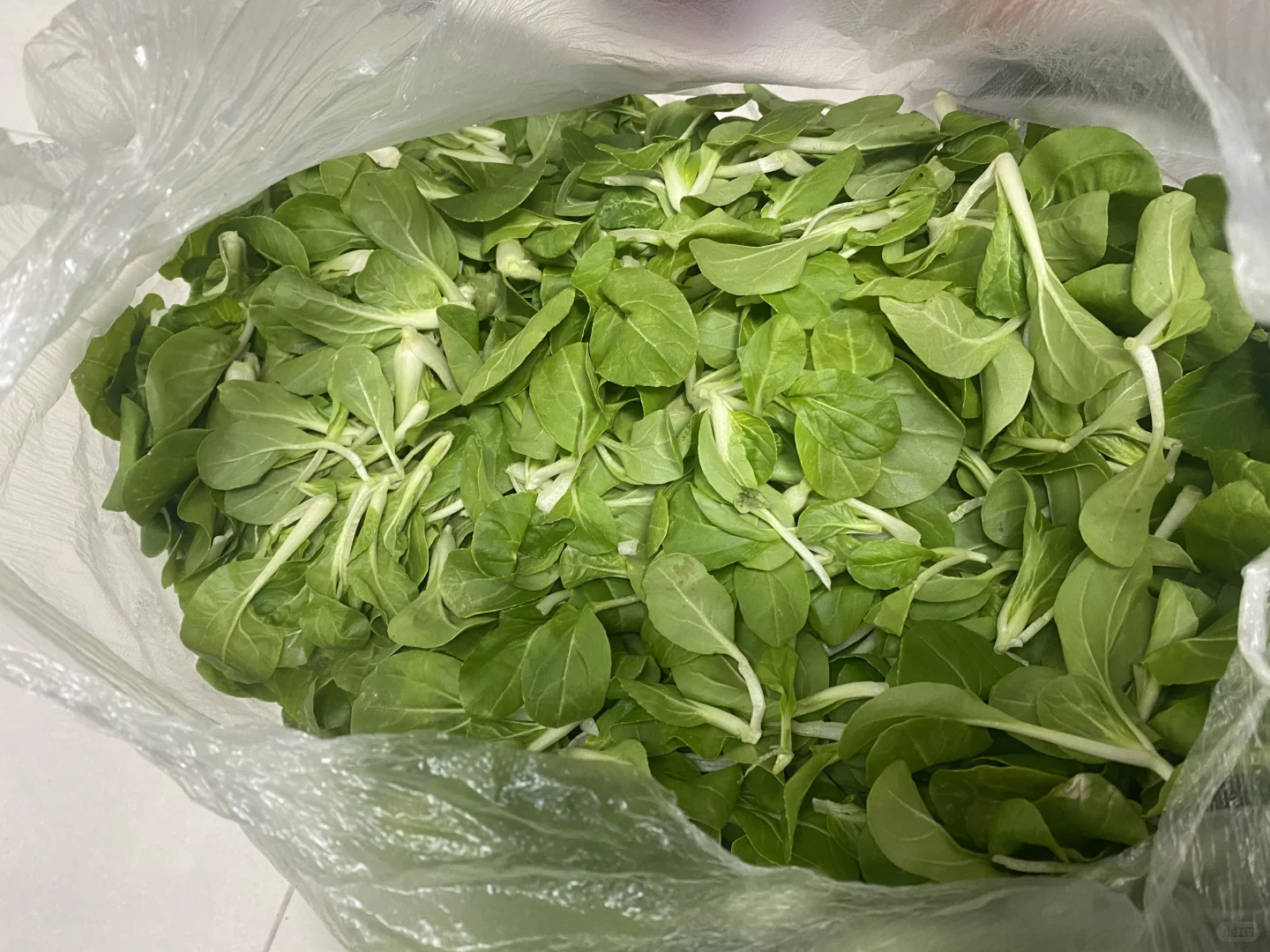 自家农村无农药蔬菜?