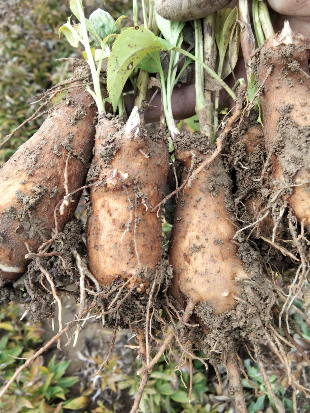 白术种植，实现一亩利润3万元