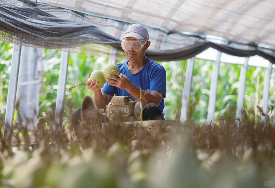 “葫芦经济”拓宽致富路