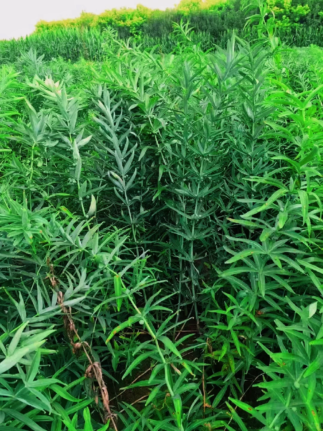 生态种植黄精,绿水青山间的产业崛起