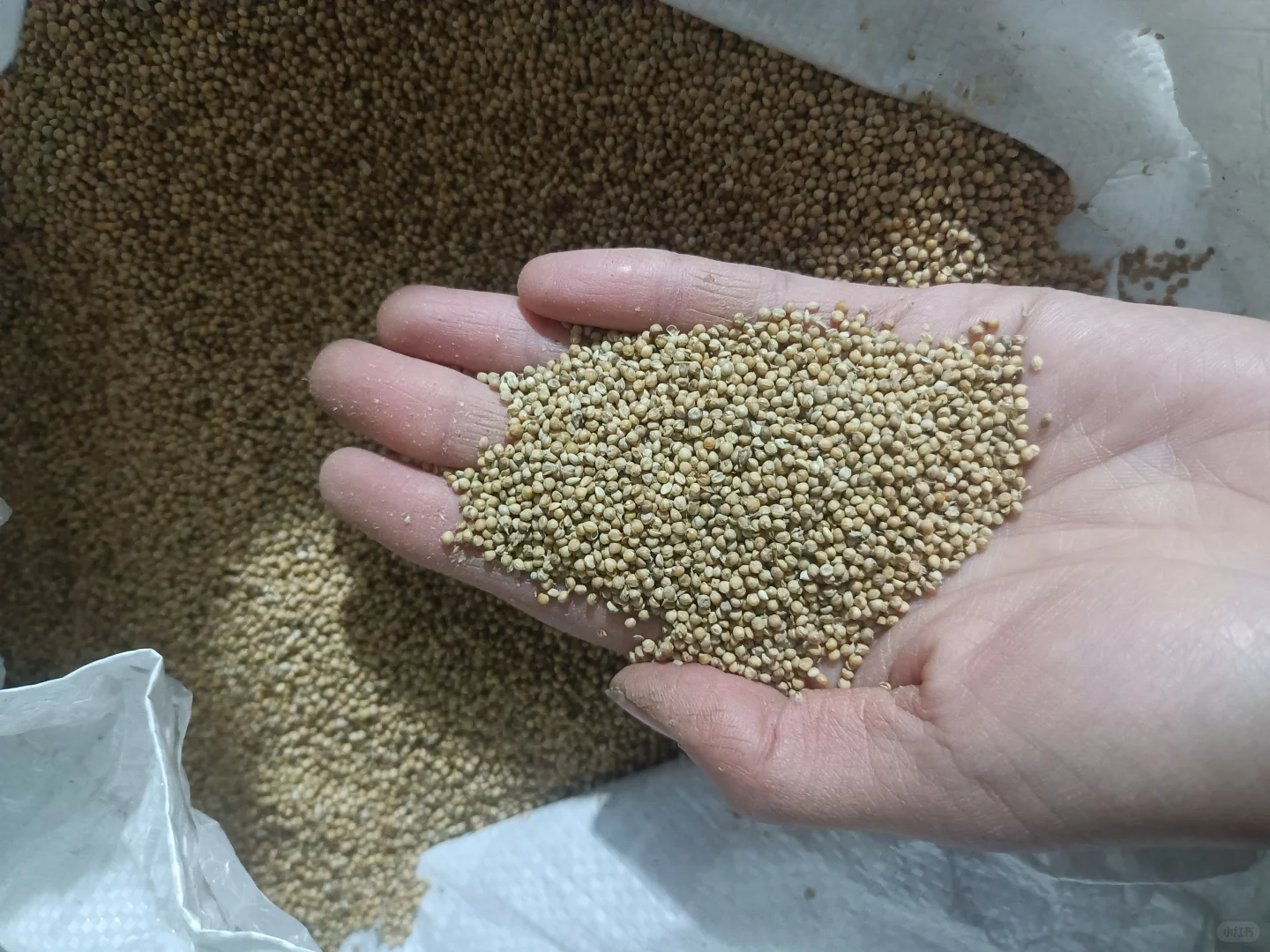 农村传承老品种年年留种自己种的小米