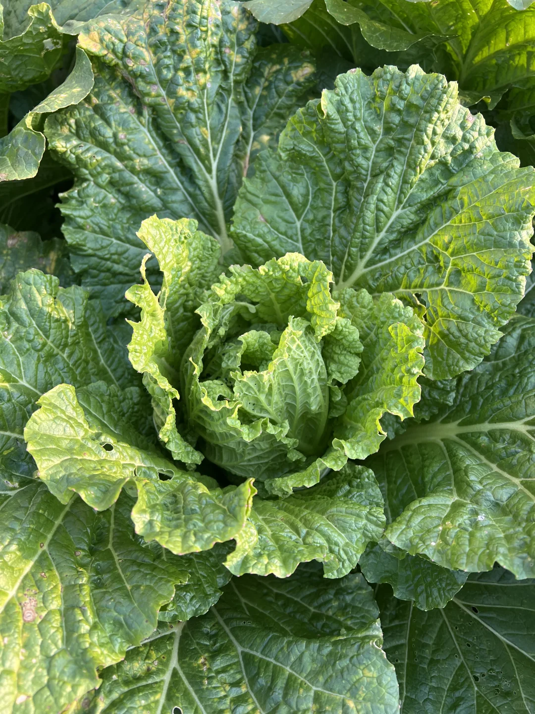 羊粪种植白菜?收货啦