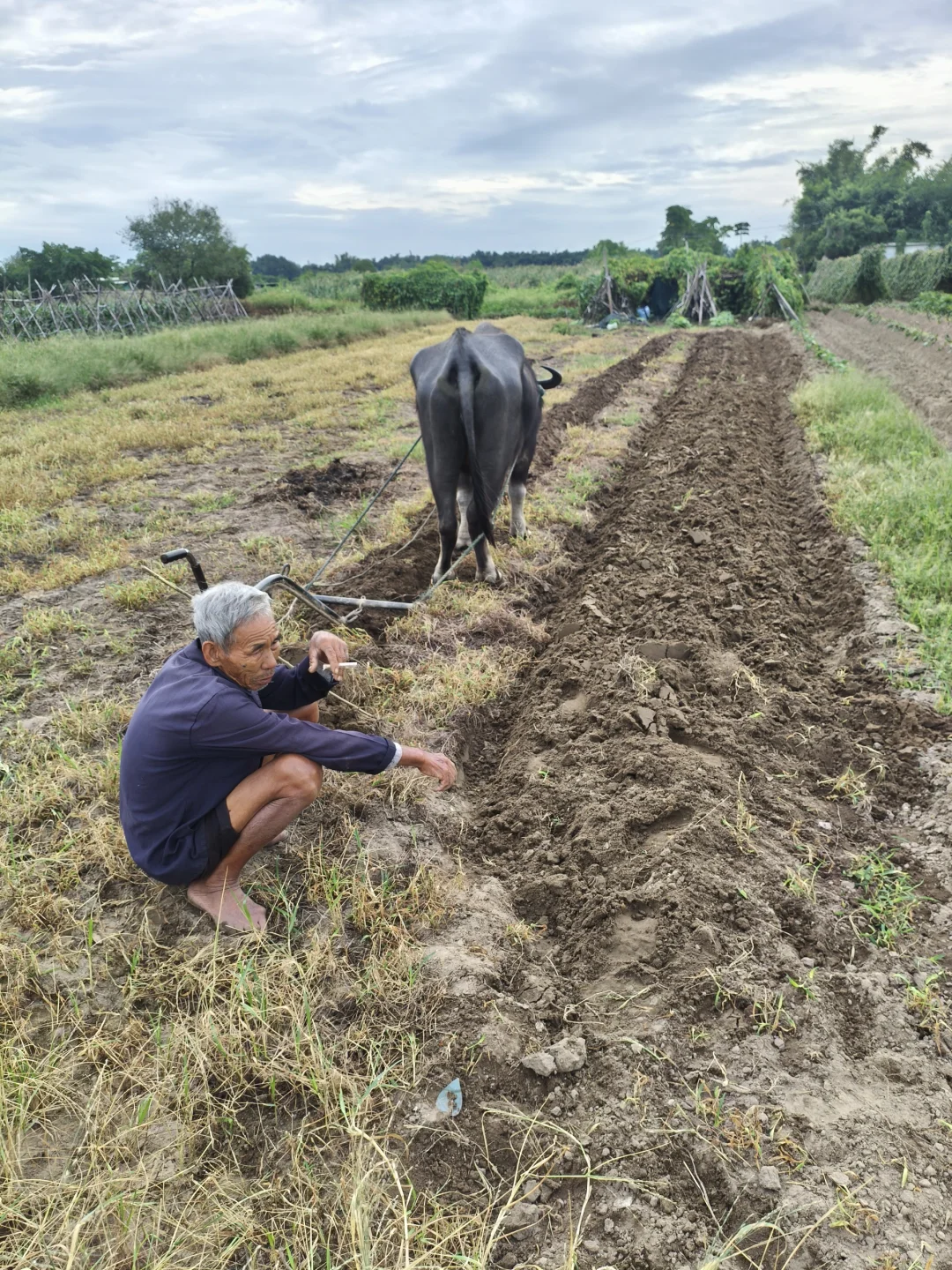 有姐妹要我们这小村子种的红薯吗？粉面甜