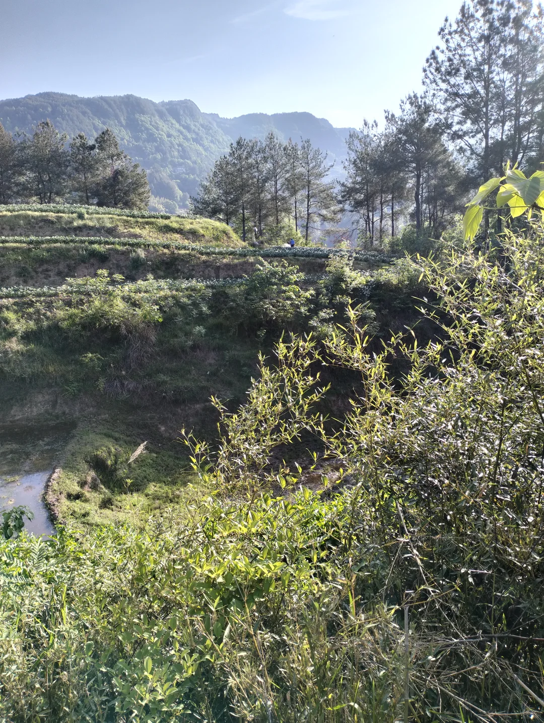 做有机种植真的很有成就感！