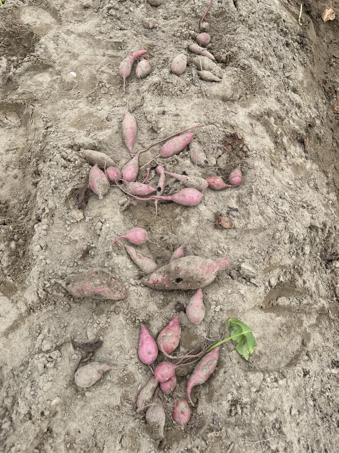 有姐妹要我们这小村子种的红薯吗？粉面甜