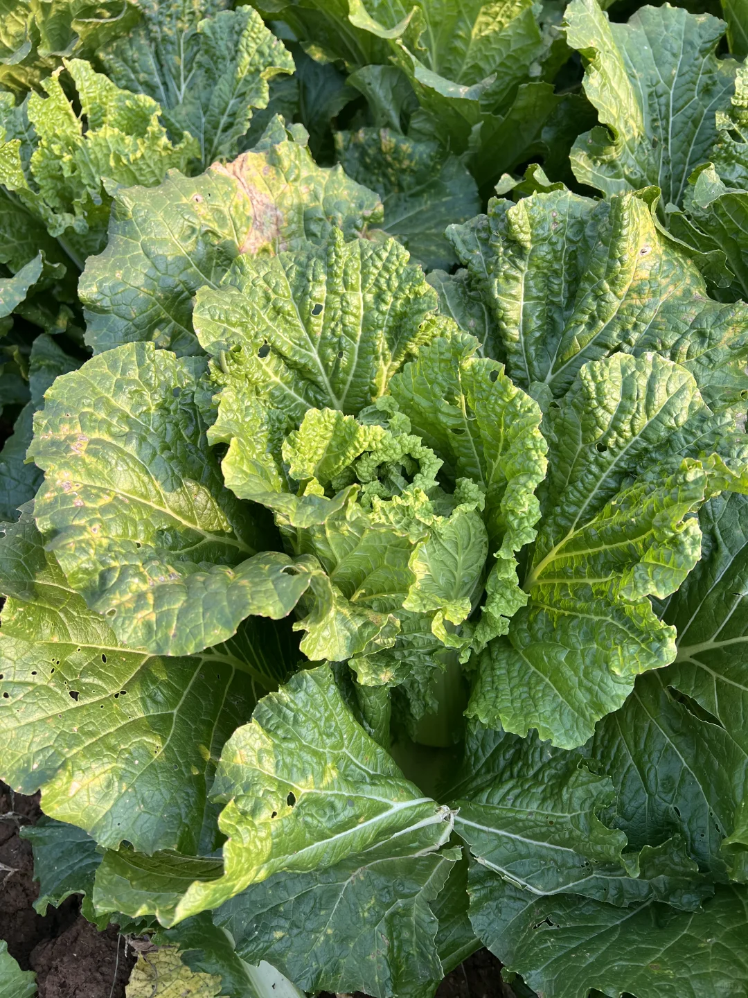 羊粪种植白菜?收货啦