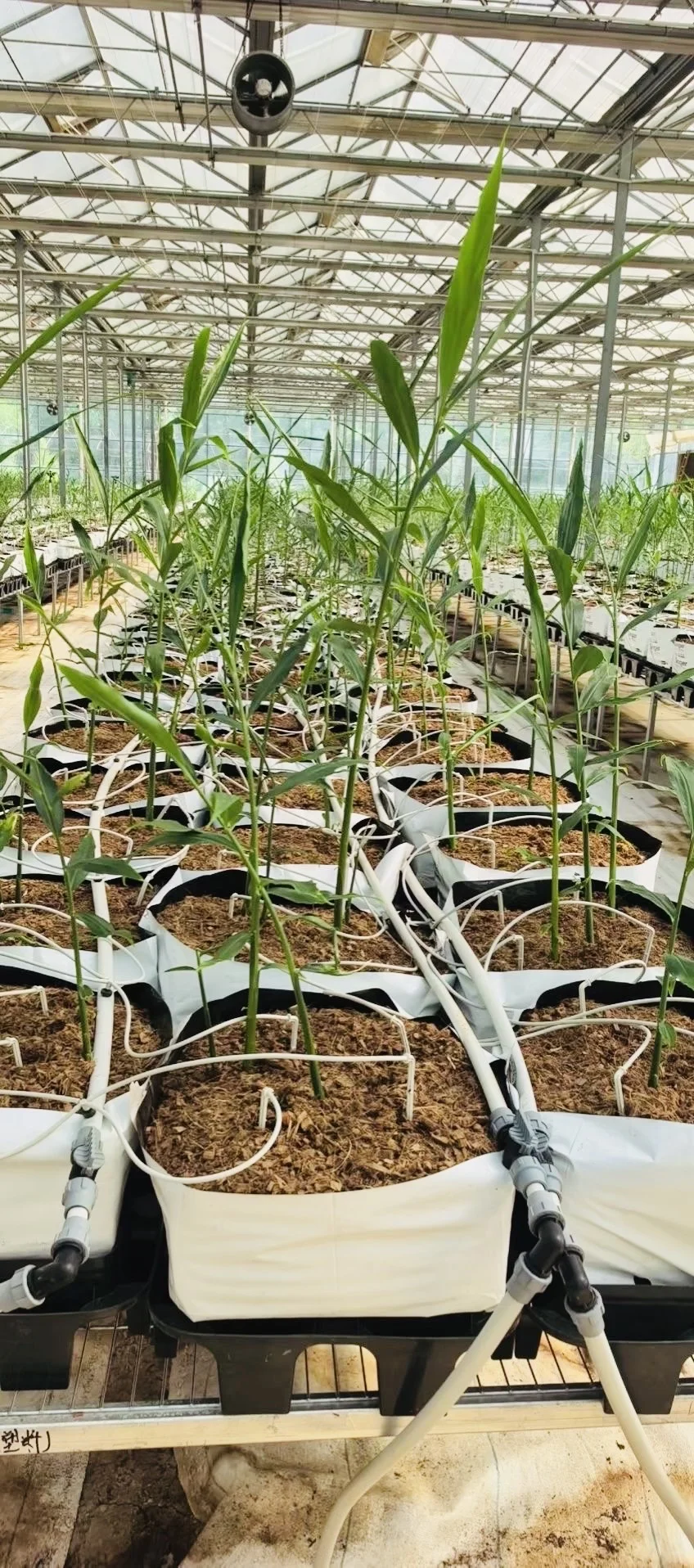 一亩地产15吨高质量生姜，不得不服这个模式