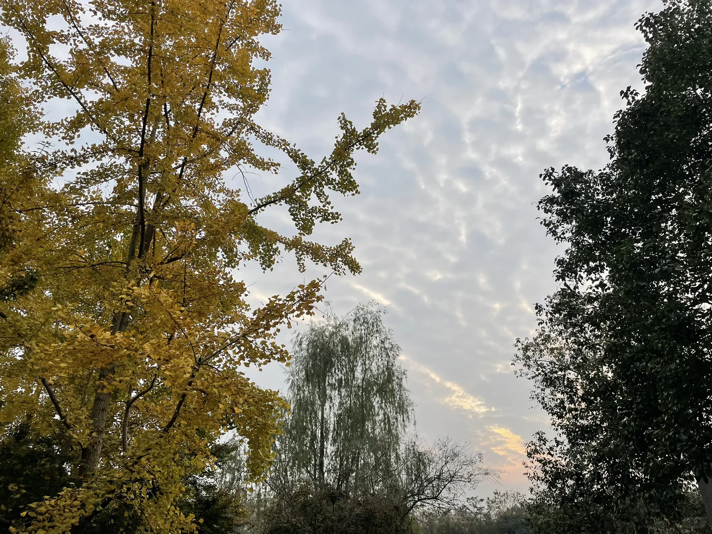 #温江绿康蔬菜家庭农场蔬菜采摘