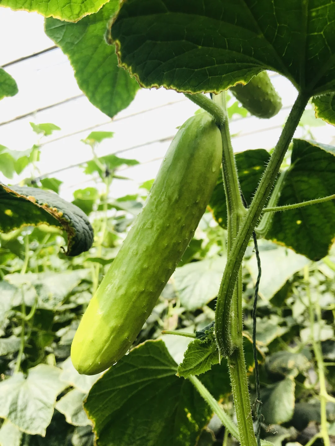 让农业成为有意义的事业！