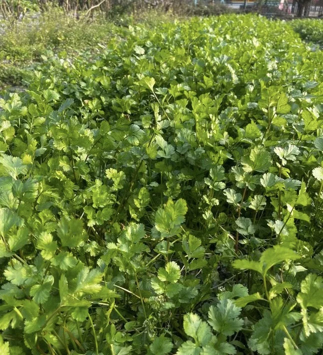 #温江绿康蔬菜家庭农场蔬菜采摘