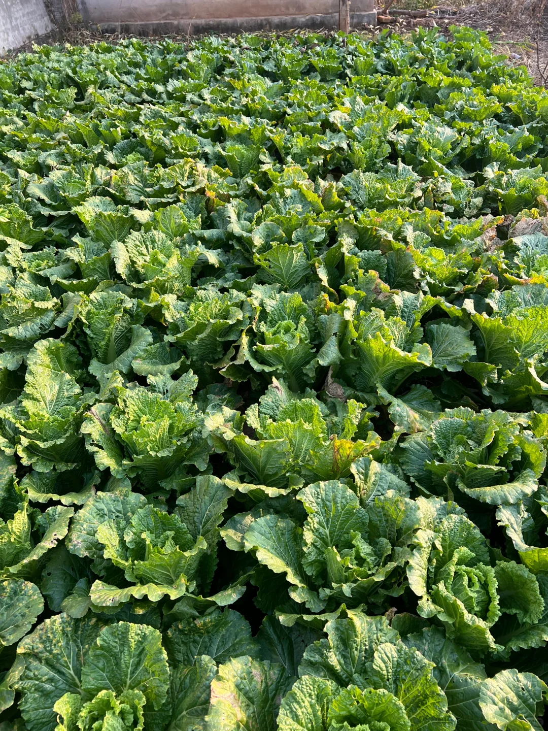 羊粪种植白菜?收货啦