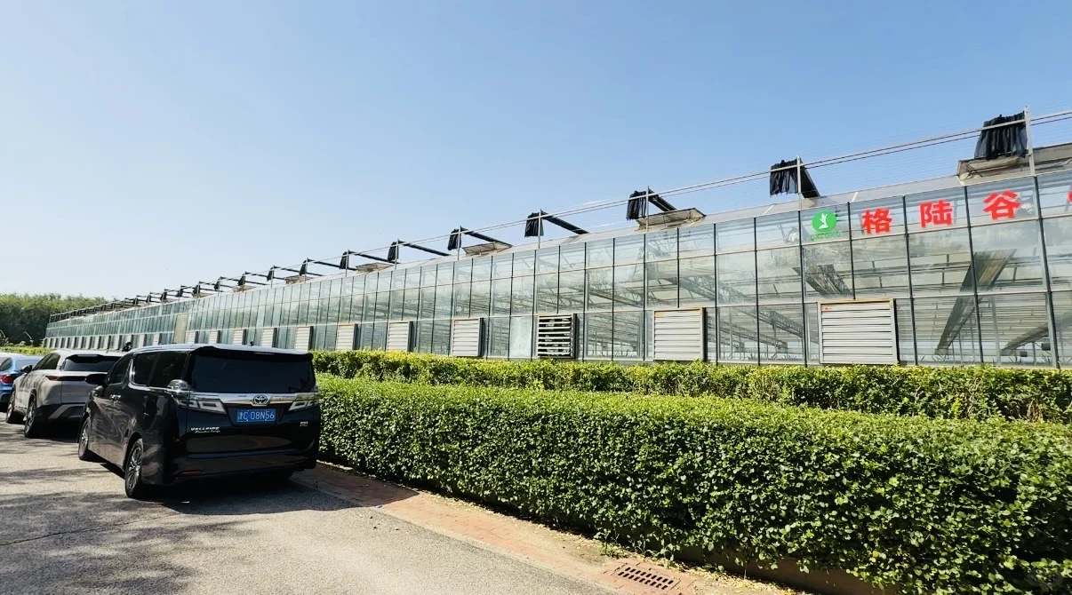 一亩地产15吨高质量生姜，不得不服这个模式