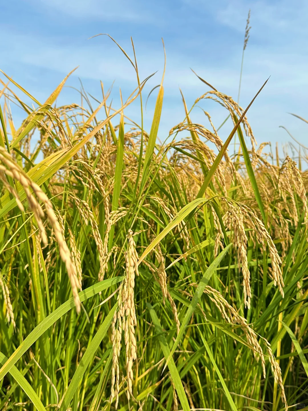 来五常收割了！！你的25年新米在路上了！