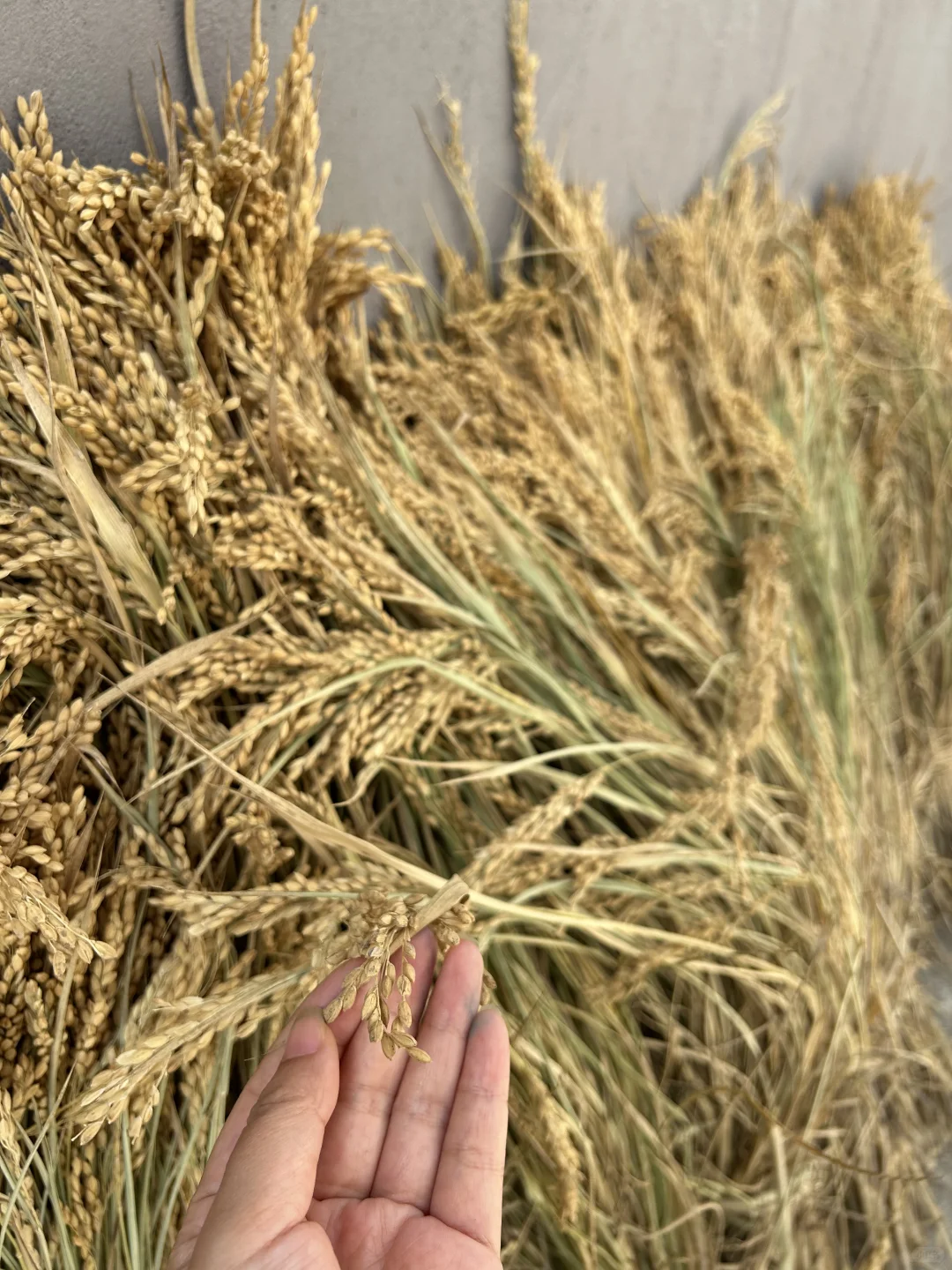 上海乡下|跟你们城巴佬说不清楚新米有多香