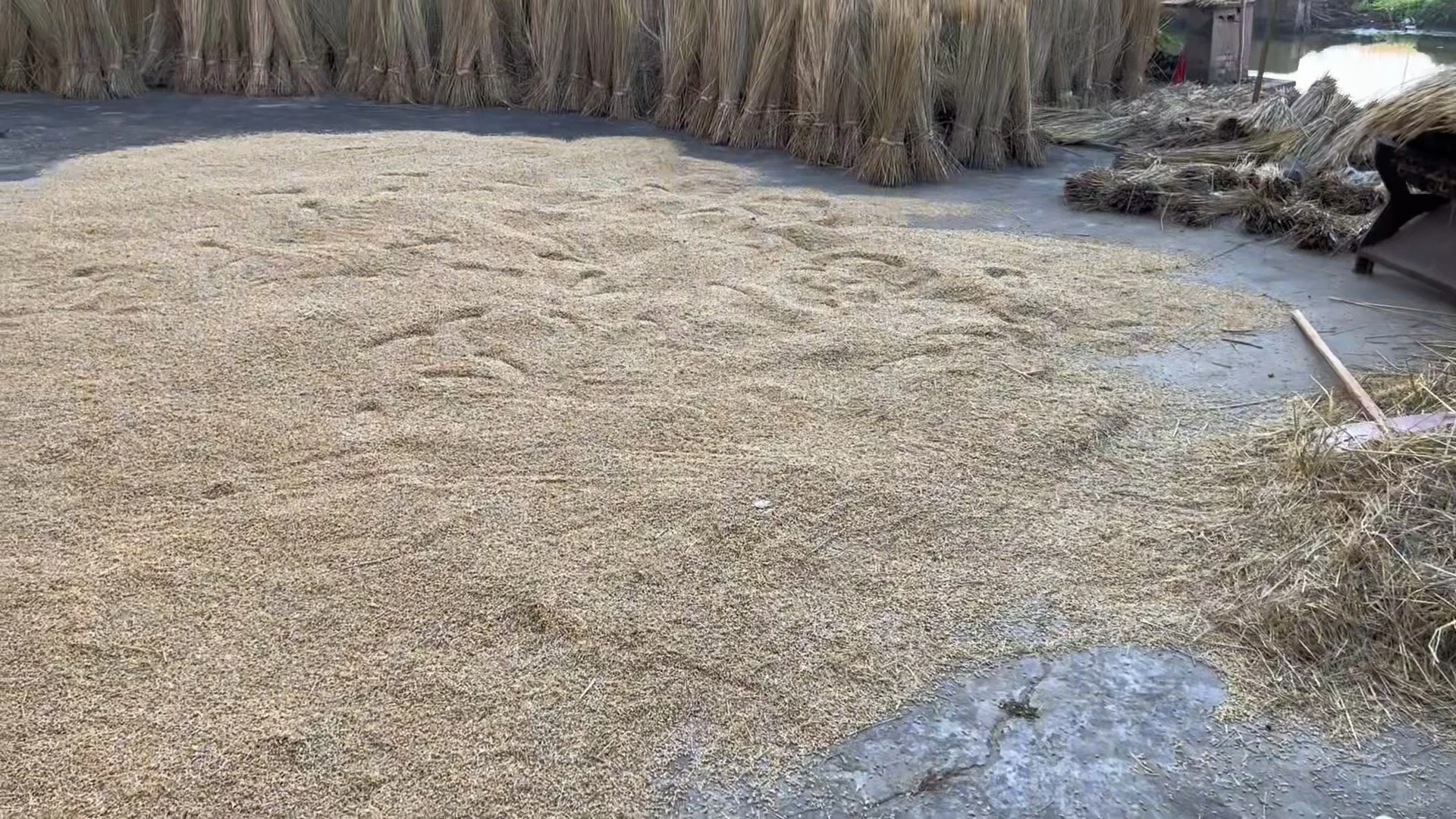 上海乡下|跟你们城巴佬说不清楚新米有多香