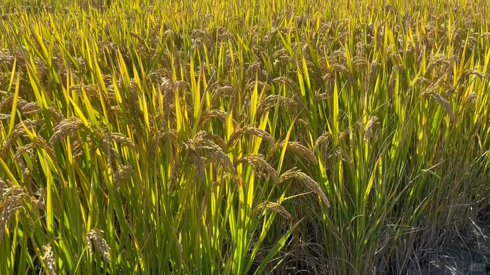 上海乡下|跟你们城巴佬说不清楚新米有多香