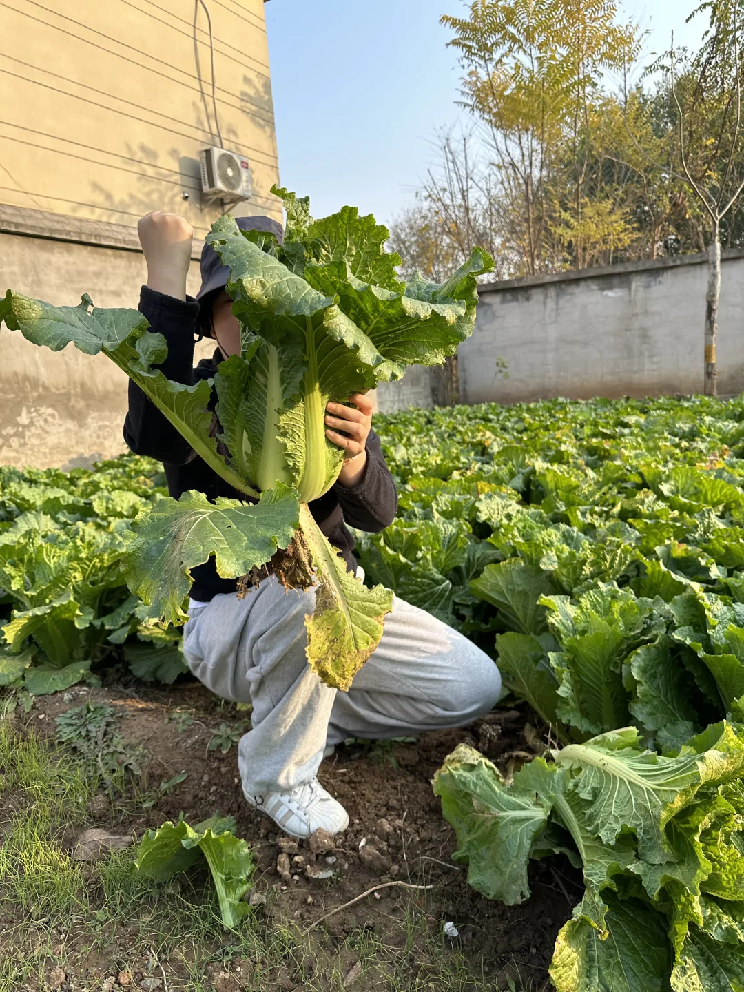 羊粪种植白菜?收货啦