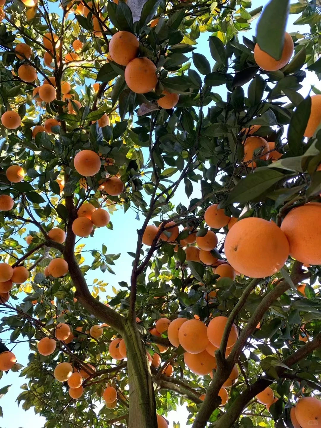 让农业成为有意义的事业！