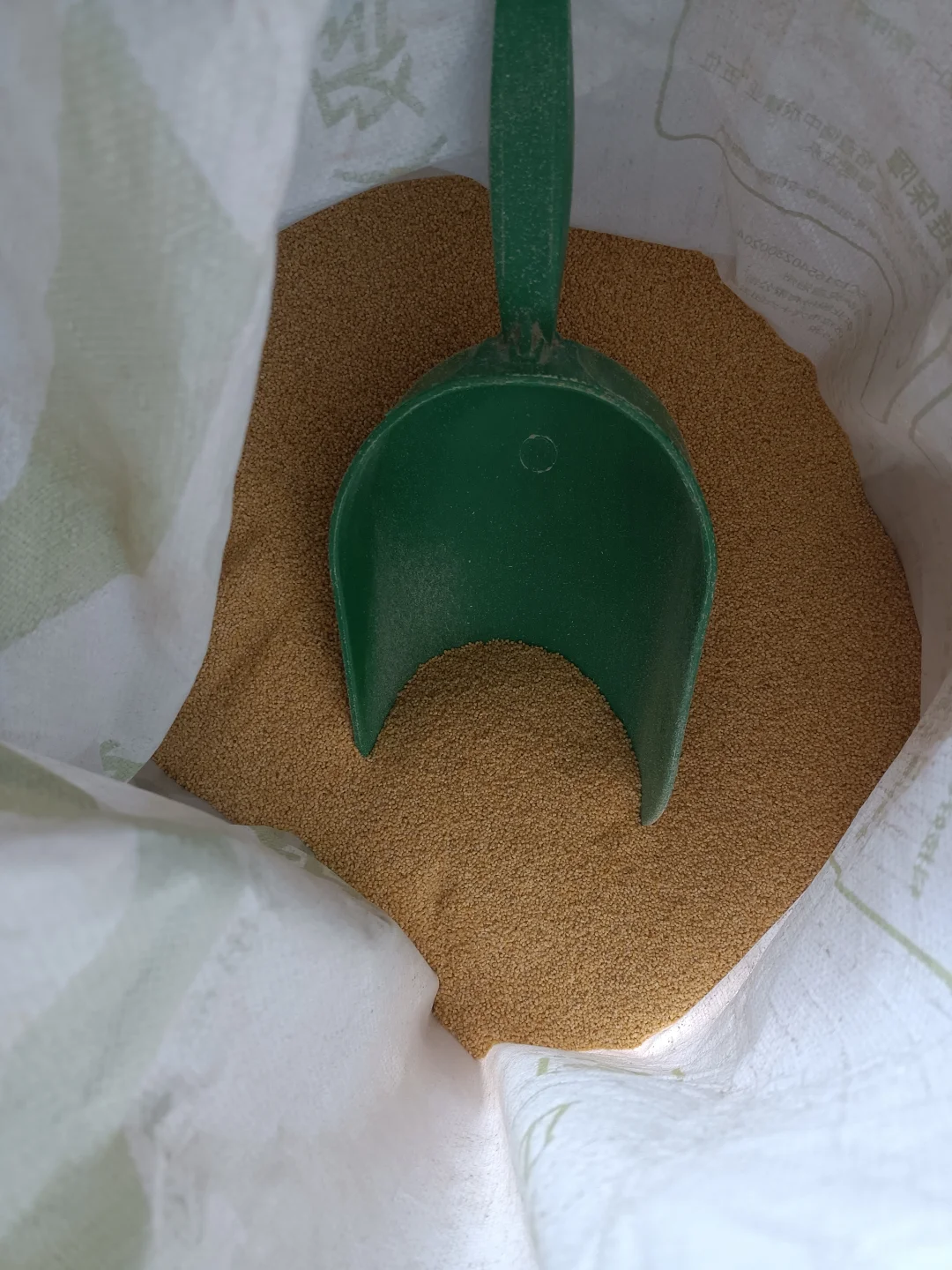 农村传承老品种年年留种自己种的小米