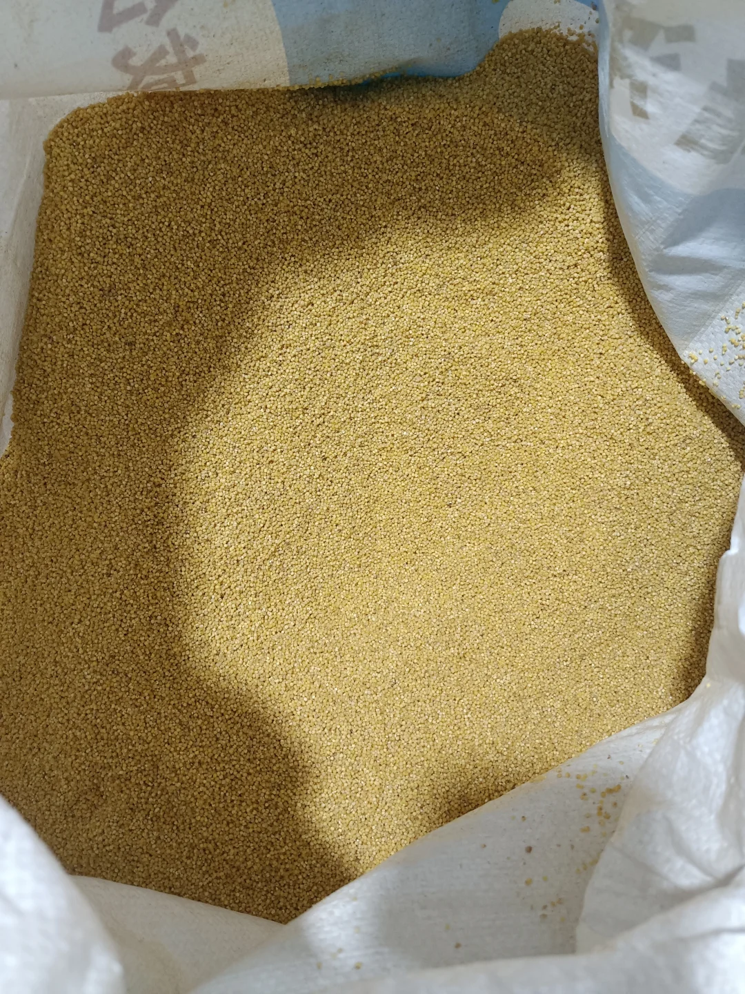 农村传承老品种年年留种自己种的小米