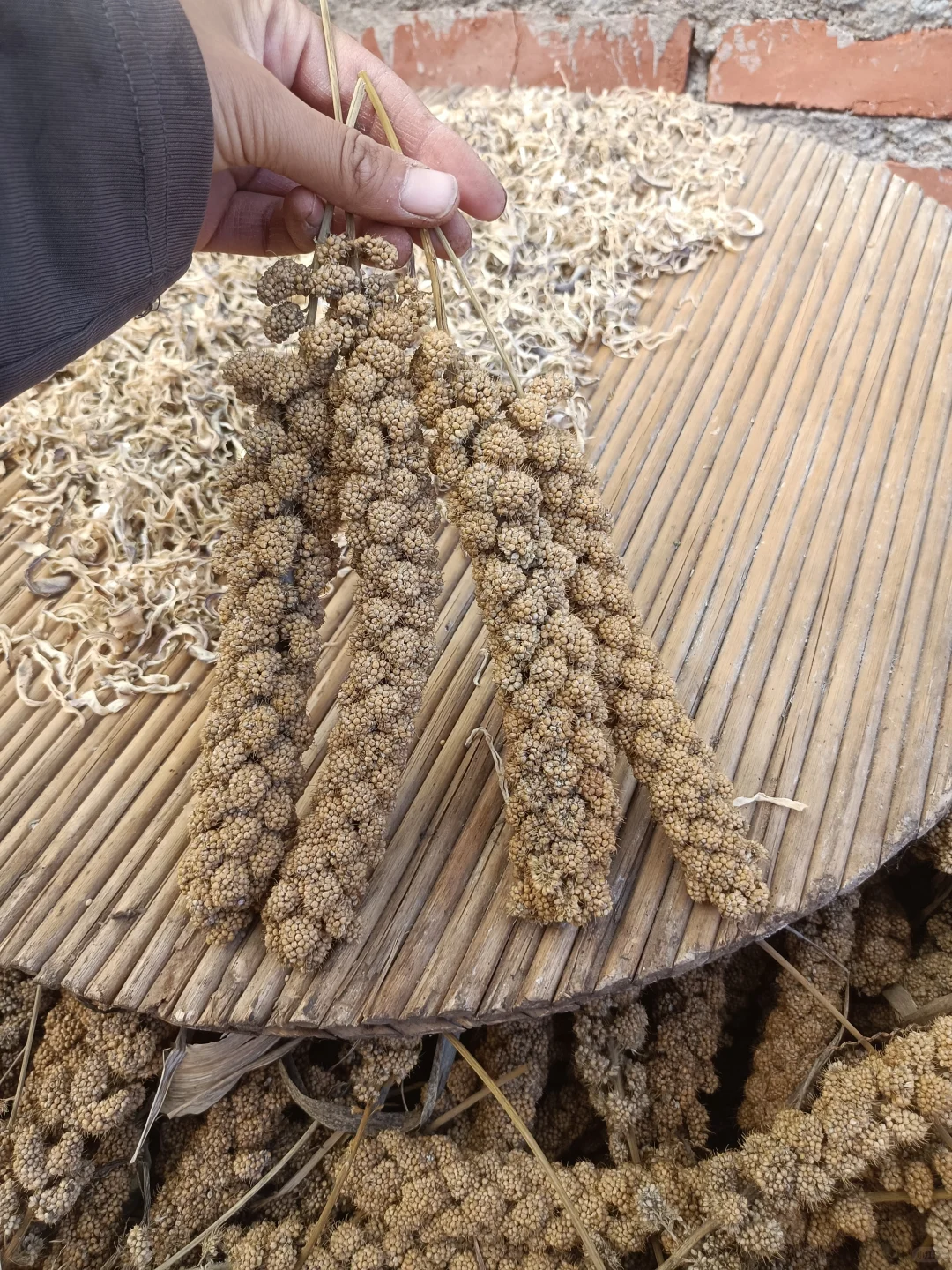 农村传承老品种年年留种自己种的小米