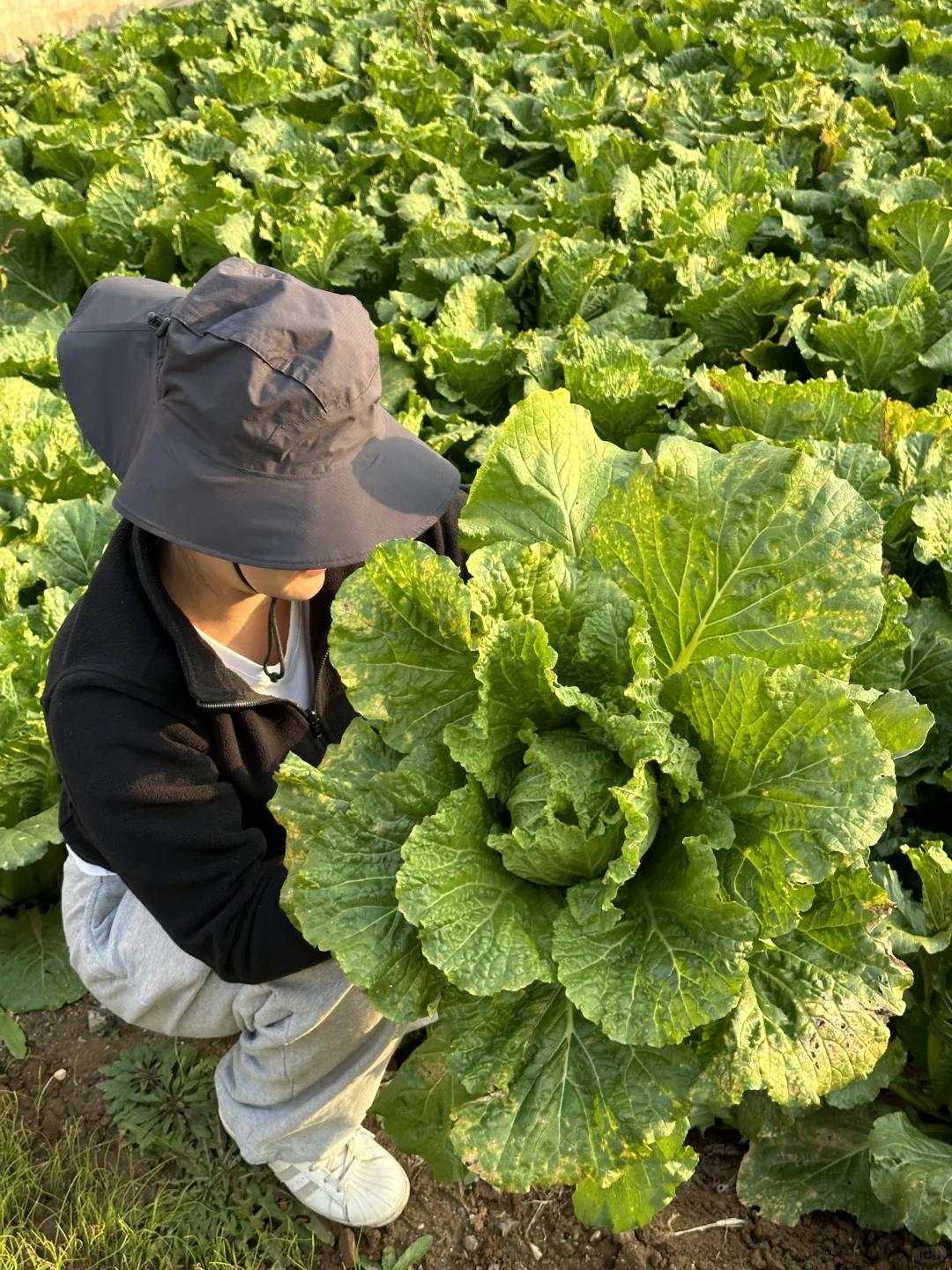 羊粪种植白菜?收货啦