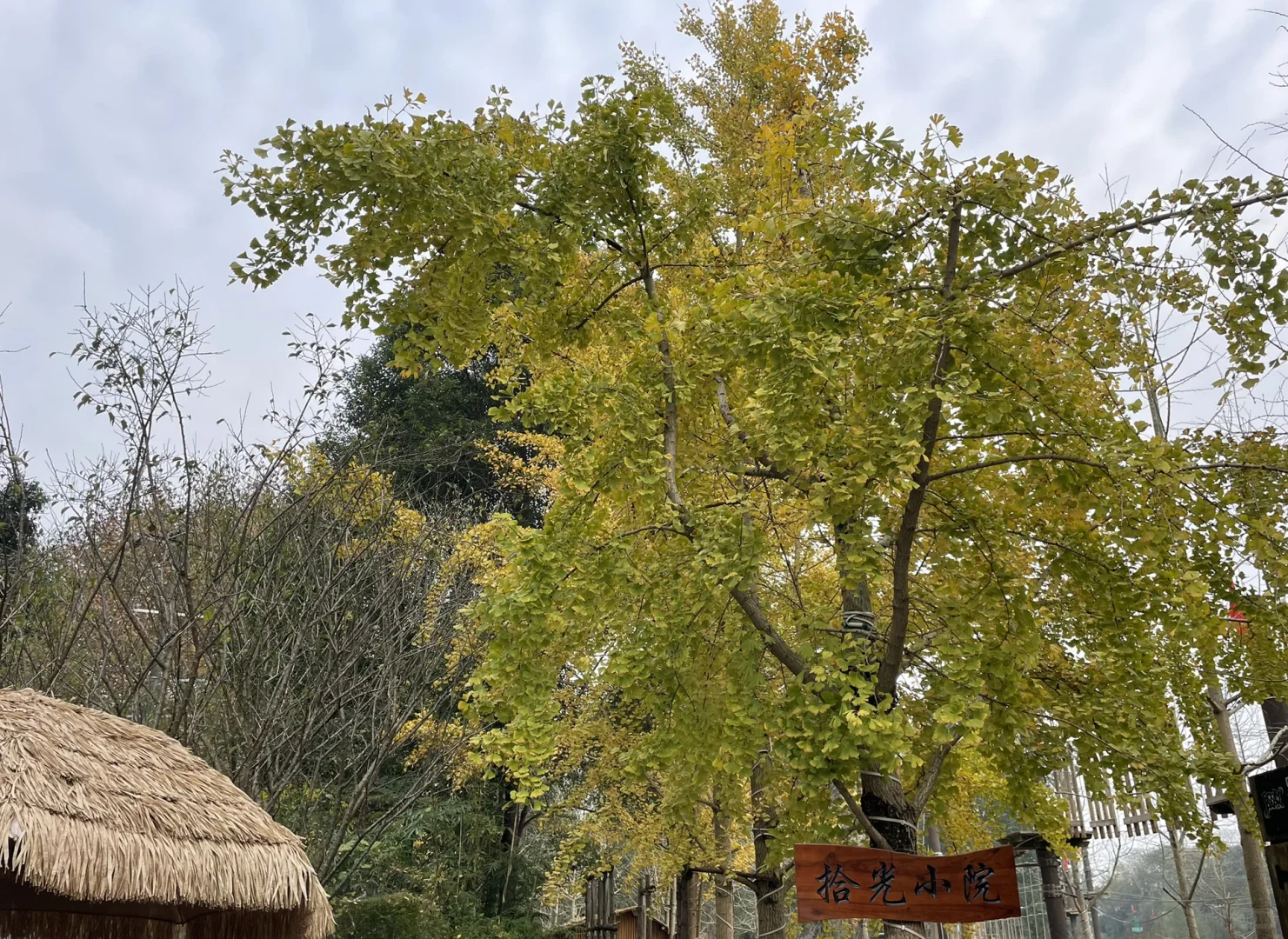 #温江绿康蔬菜家庭农场蔬菜采摘