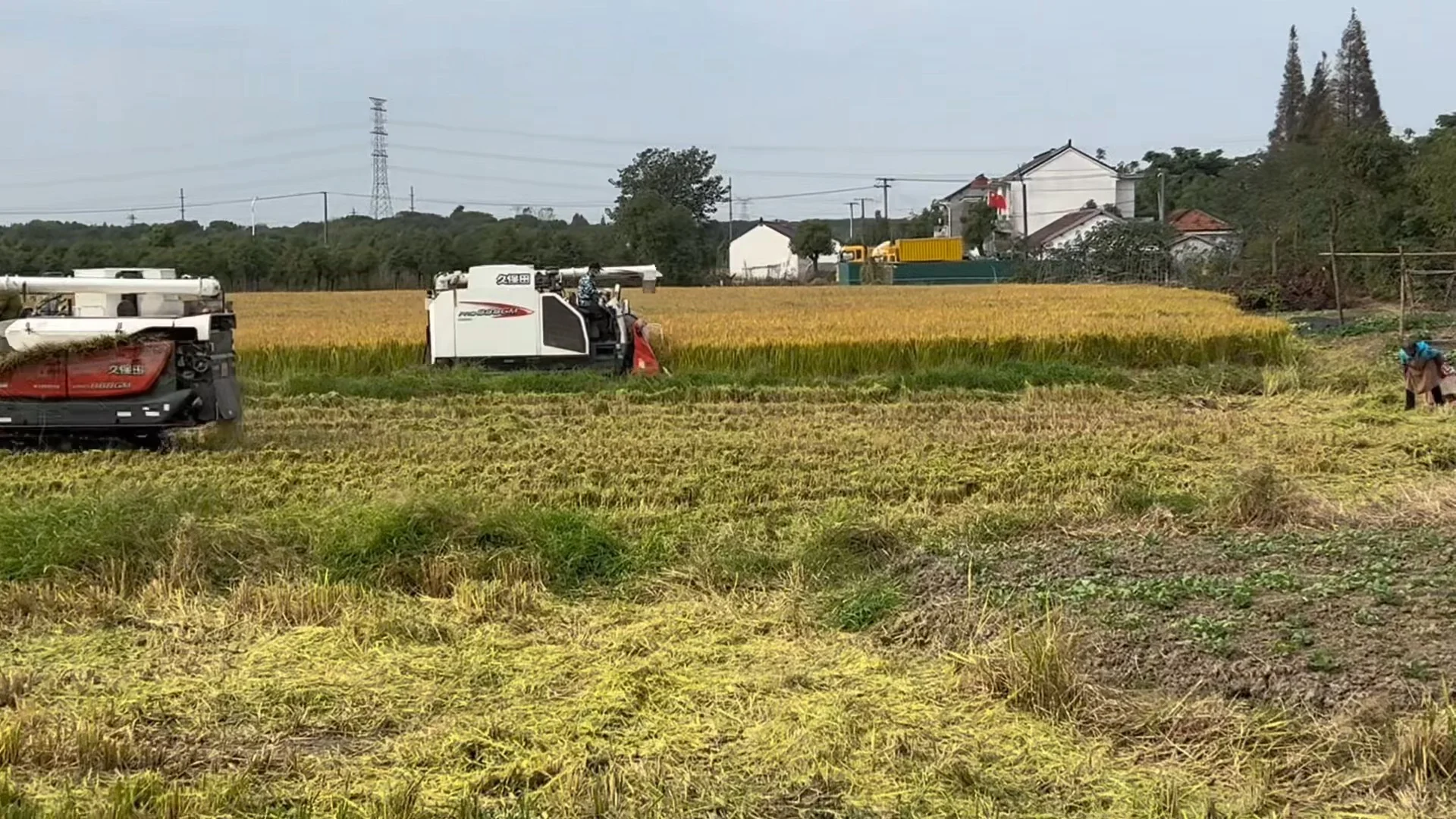 上海乡下|跟你们城巴佬说不清楚新米有多香