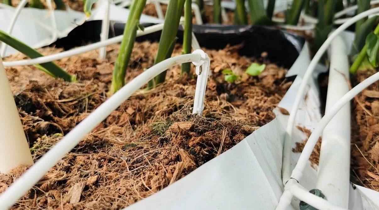 一亩地产15吨高质量生姜，不得不服这个模式