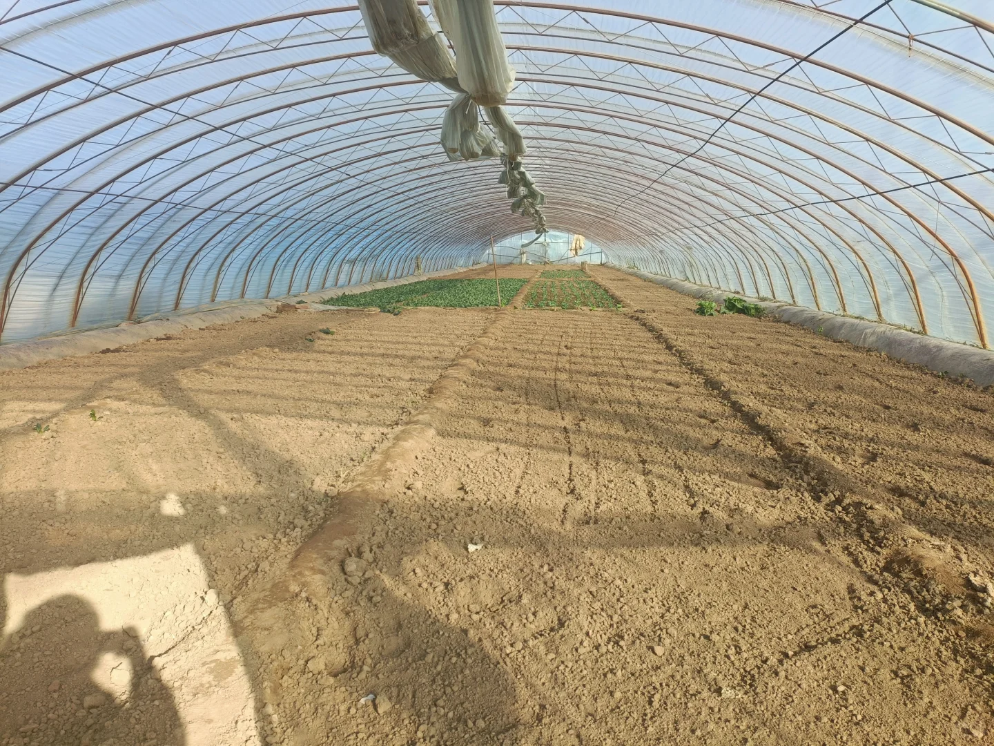 有想种大棚的朋友，周末带孩子来体验种植的