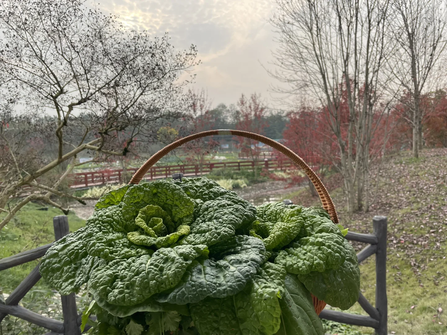 #温江绿康蔬菜家庭农场蔬菜采摘