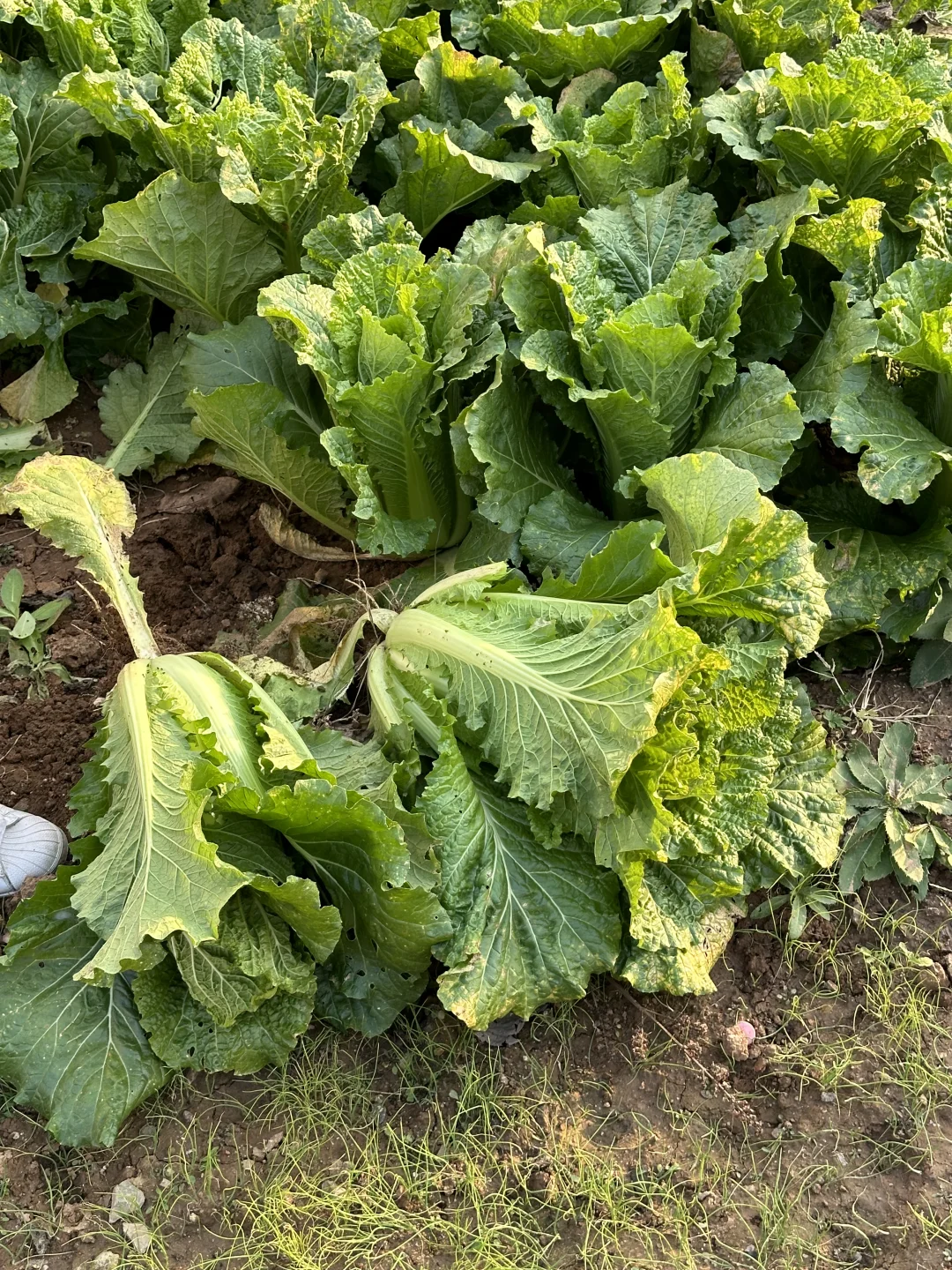 羊粪种植白菜?收货啦