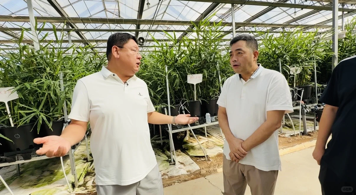 一亩地产15吨高质量生姜，不得不服这个模式