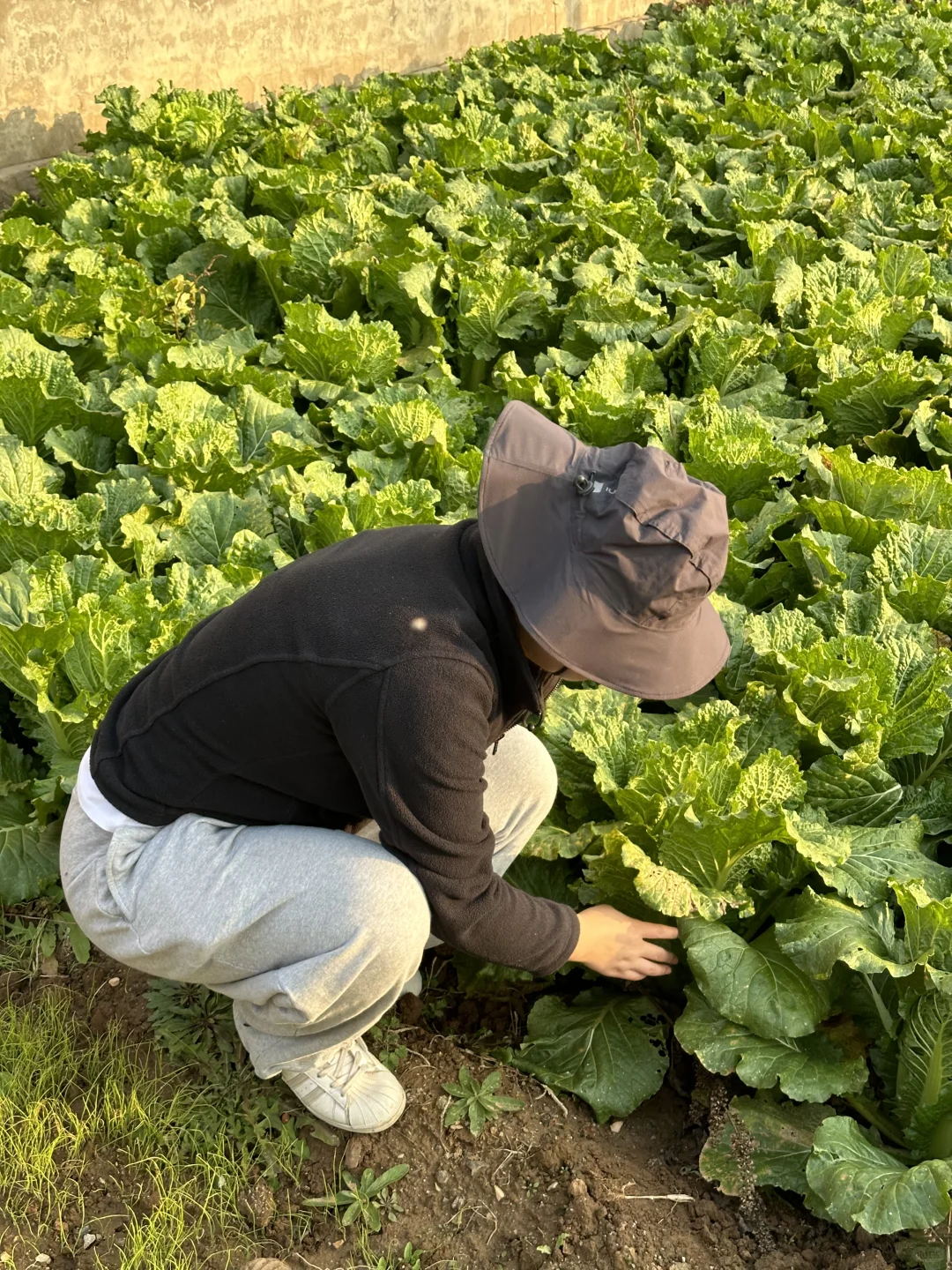 羊粪种植白菜?收货啦
