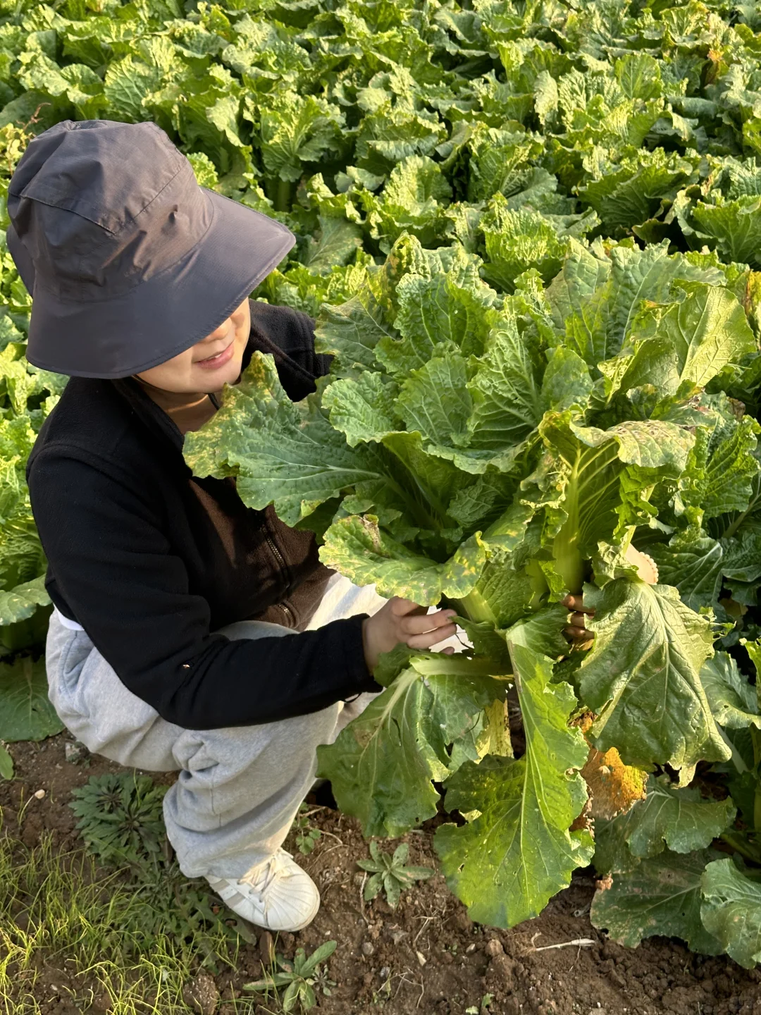 羊粪种植白菜?收货啦
