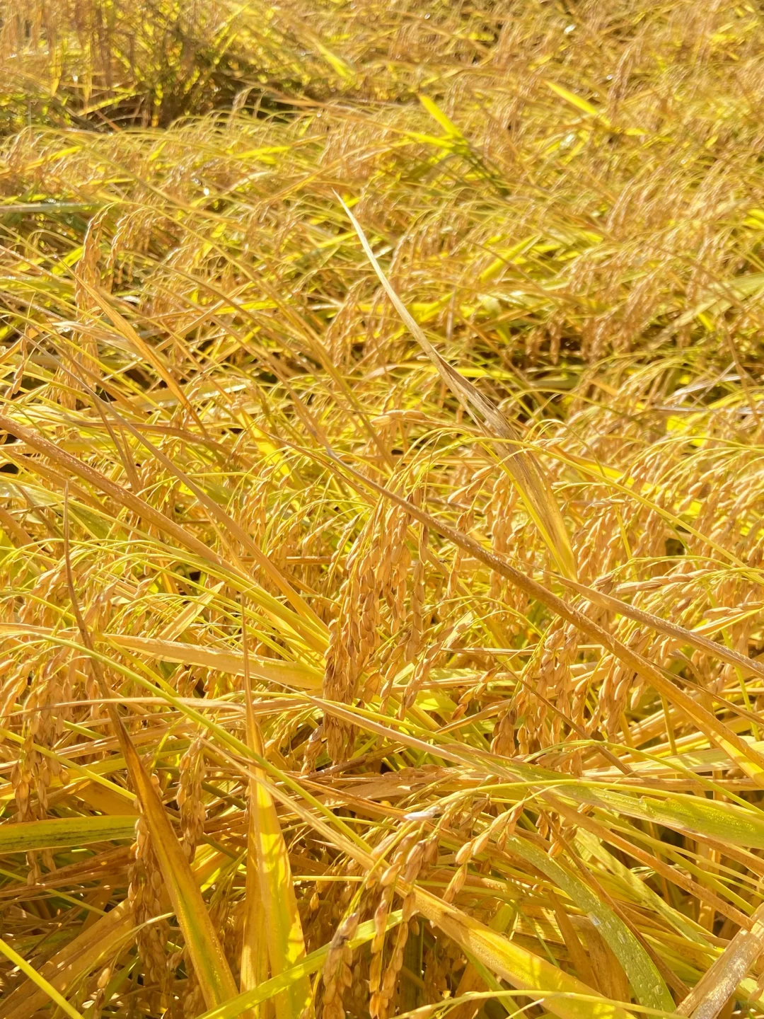 来五常收割了！！你的25年新米在路上了！