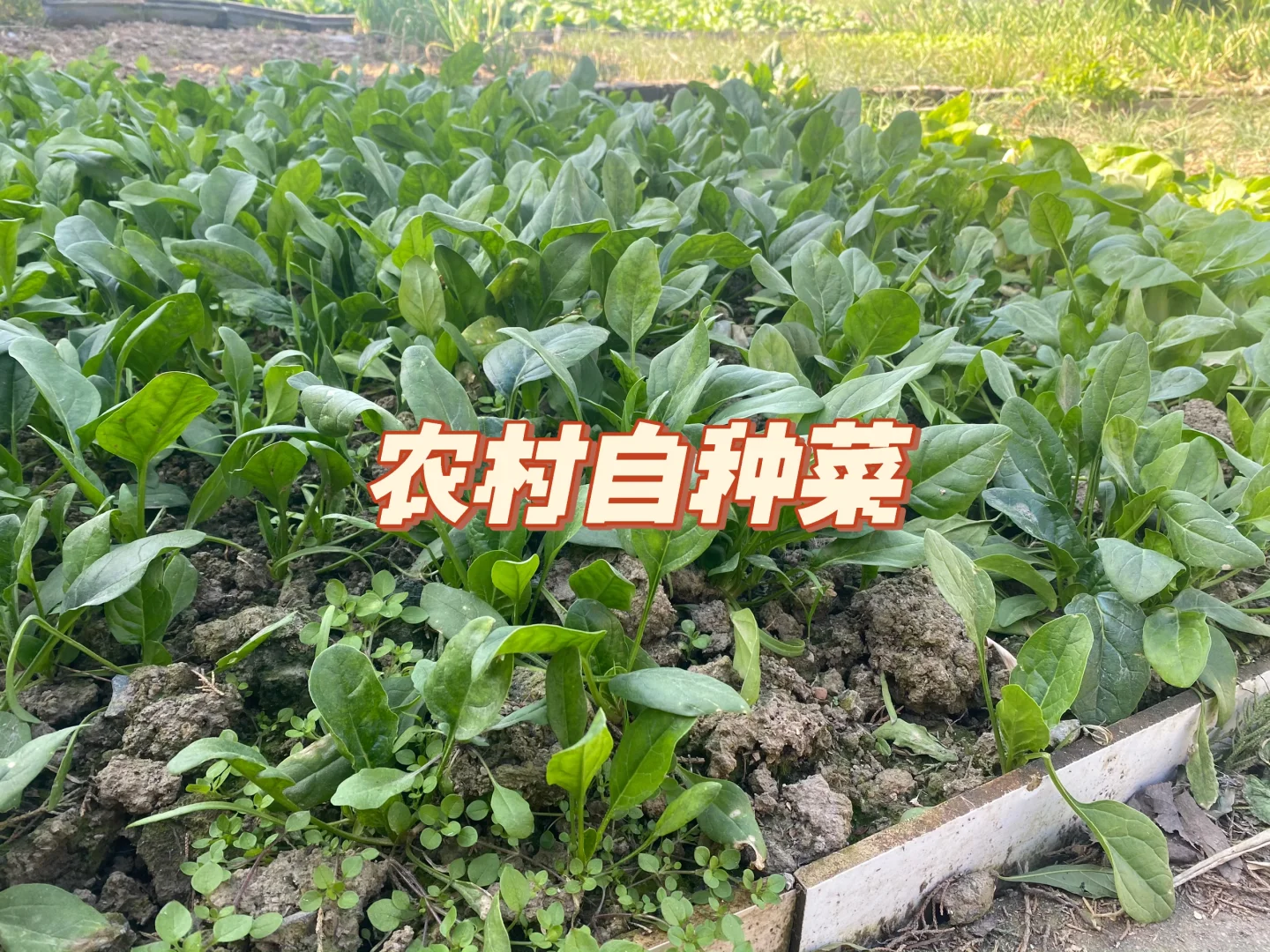 自家农村无农药蔬菜?