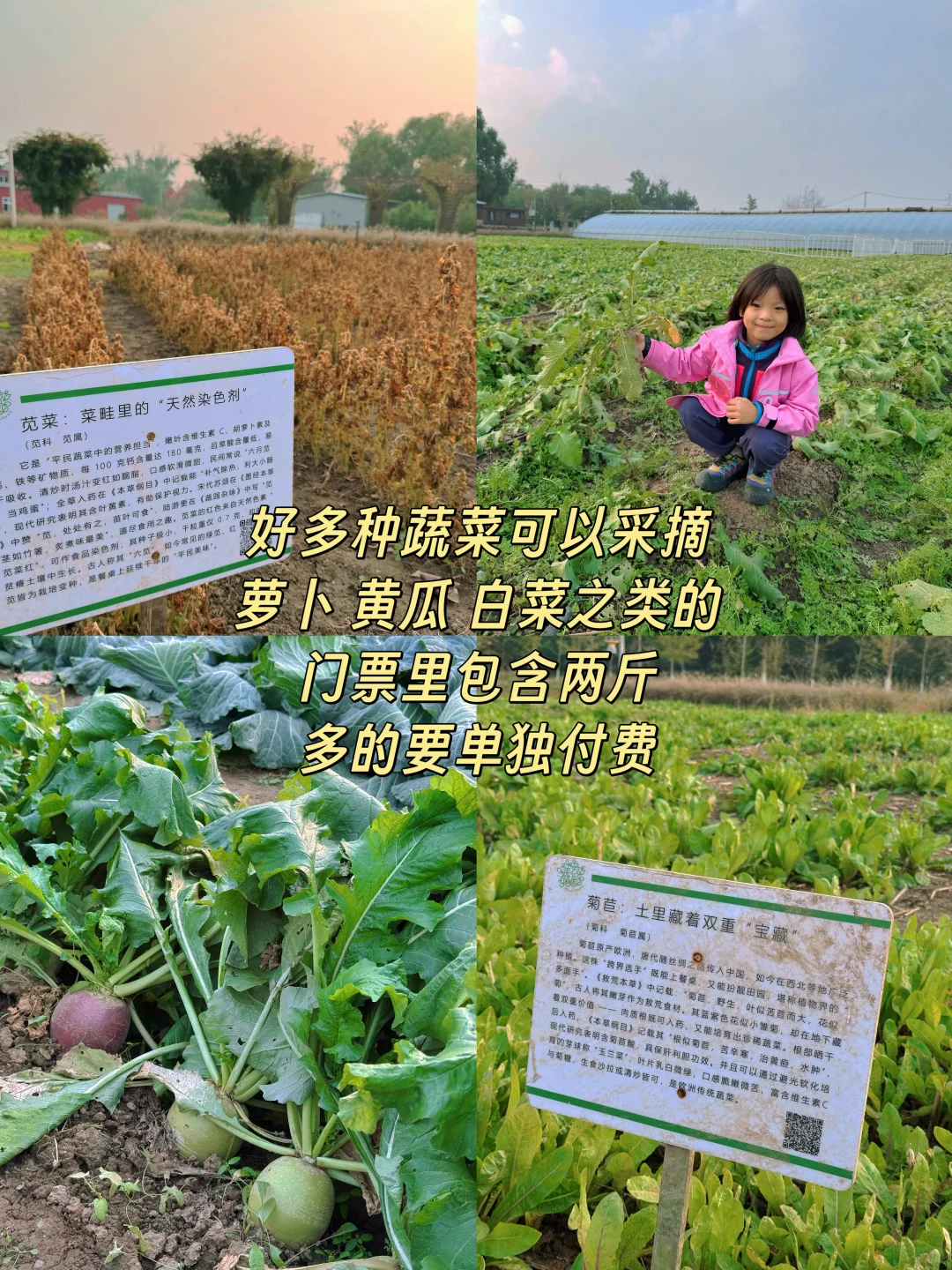 海淀竟然有这么好玩的小农场?被惊艳到了