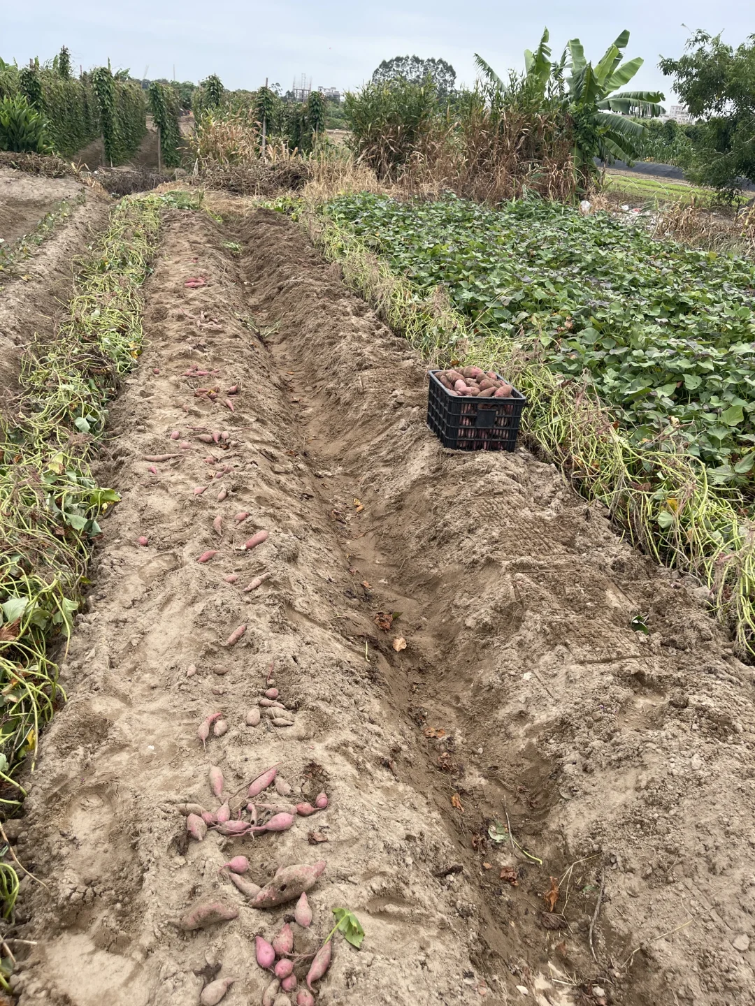 有姐妹要我们这小村子种的红薯吗？粉面甜