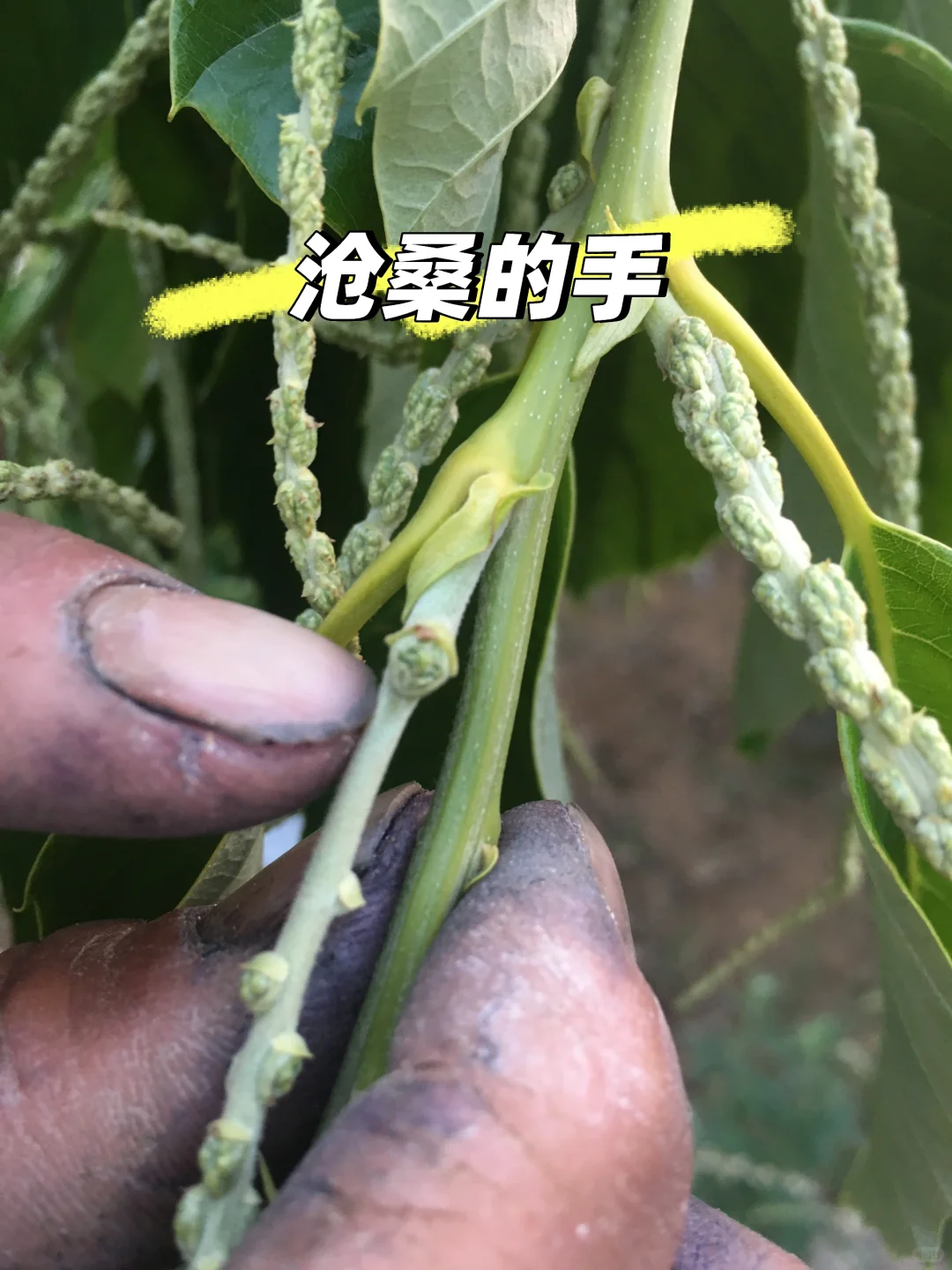 让农业成为有意义的事业！