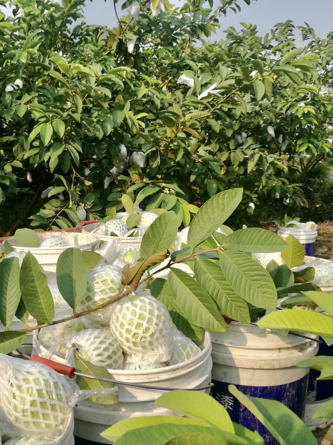 含泪吐槽：堆肥，才是最大的“钱袋子漏洞”