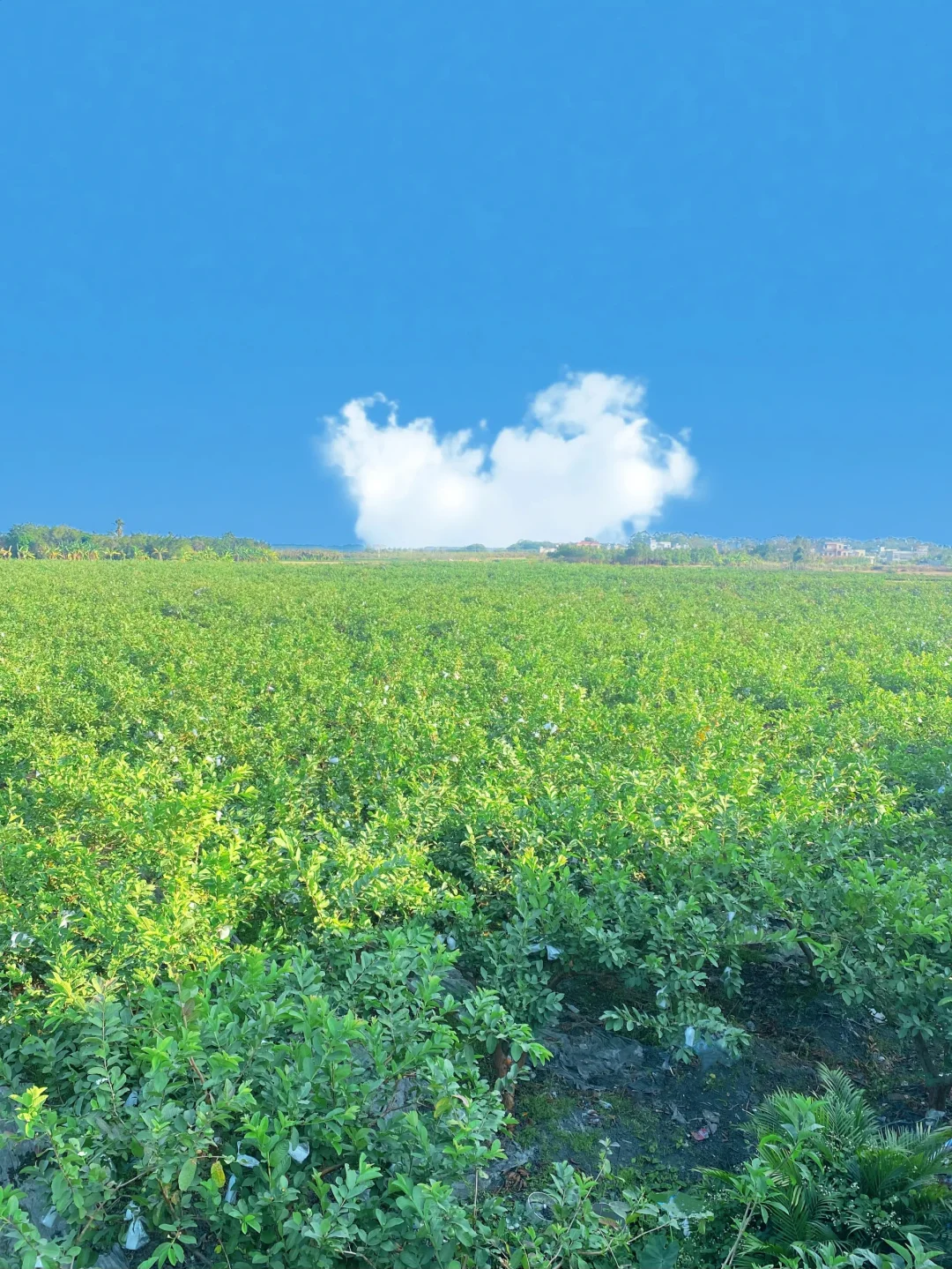 含泪吐槽：堆肥，才是最大的“钱袋子漏洞”